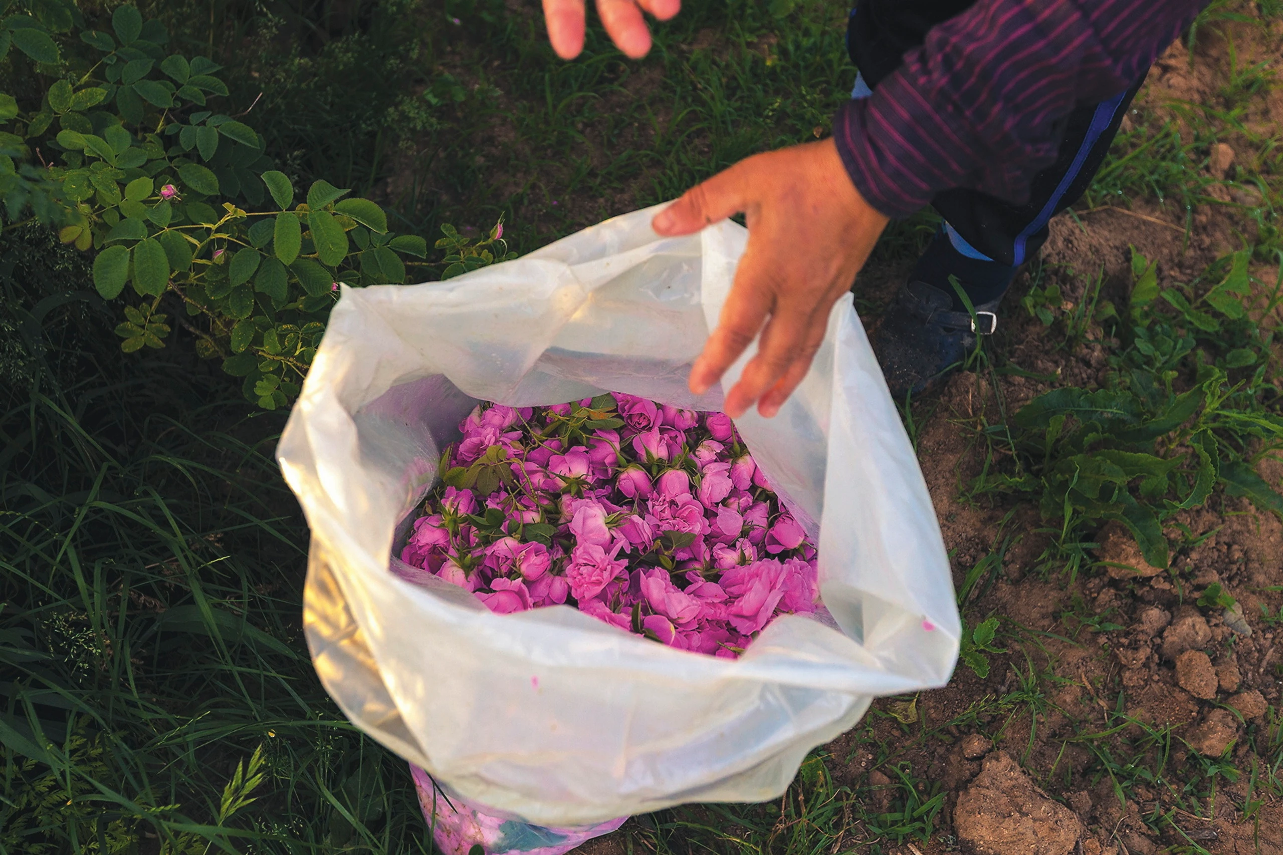 Blurred image background