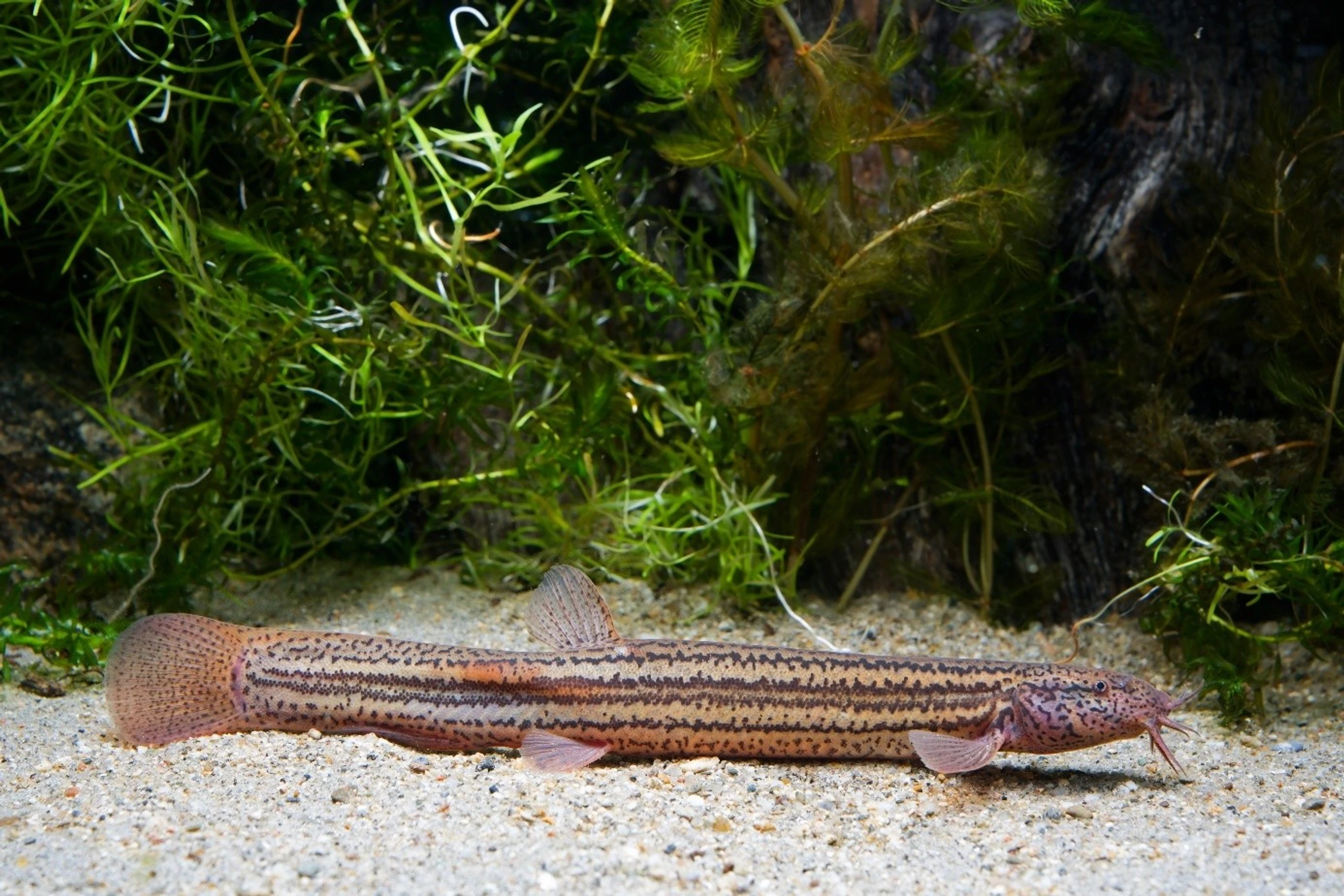 Fisch des Jahres 2026