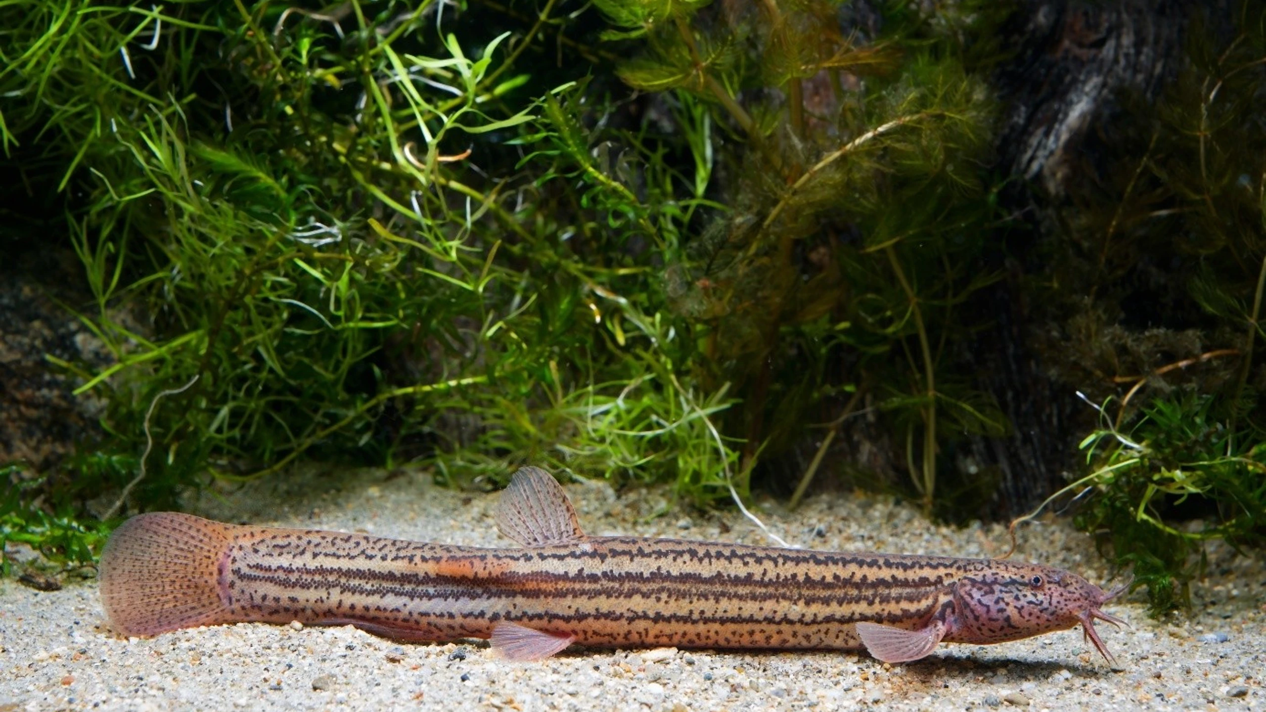 © Clemens Ratschan Artikelbild