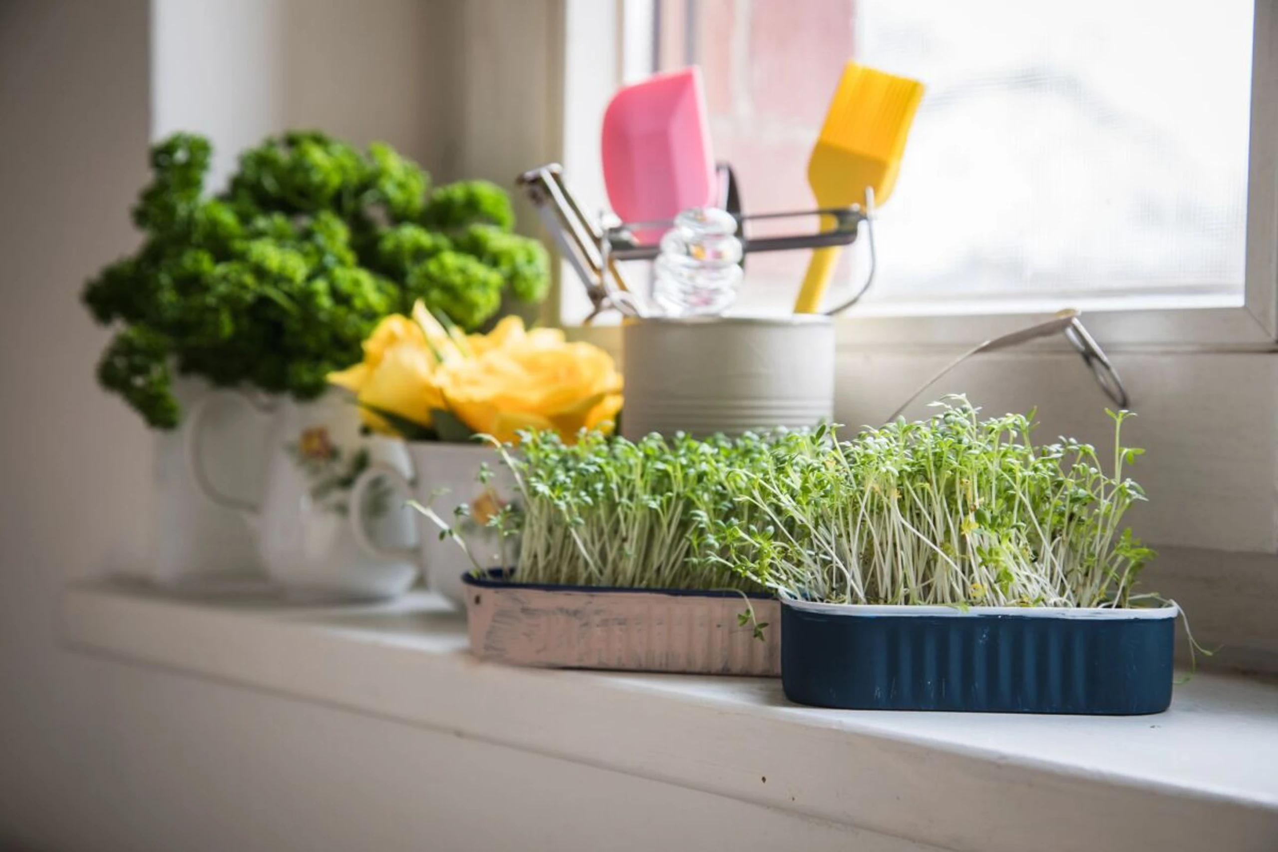 Die Kräuteranzucht auf Balkon und Fensterbank