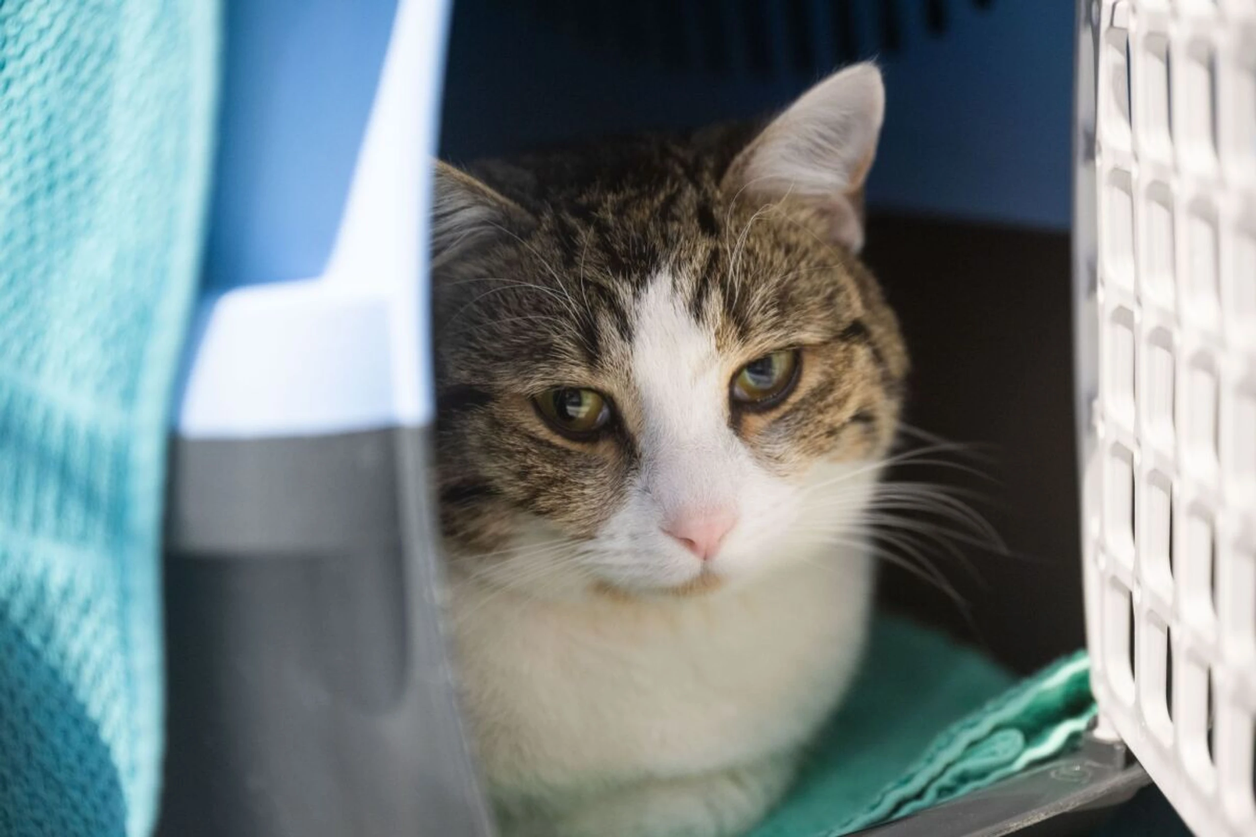 Trauer um die Katze kann tief gehen