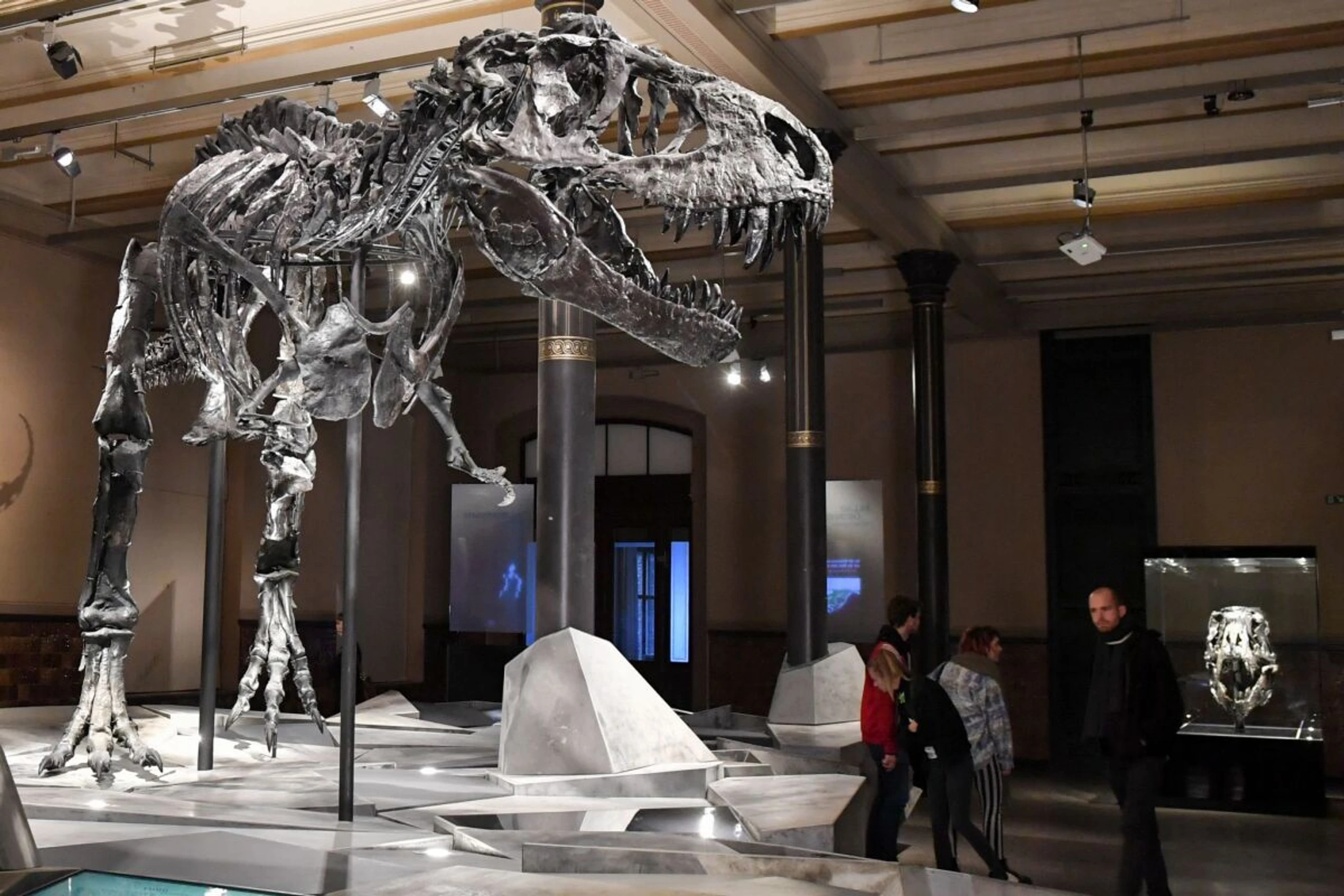 ++ ARCHIVBILD ++ Tyrannosaurier waren erst mit 40 Jahren ausgewachsen