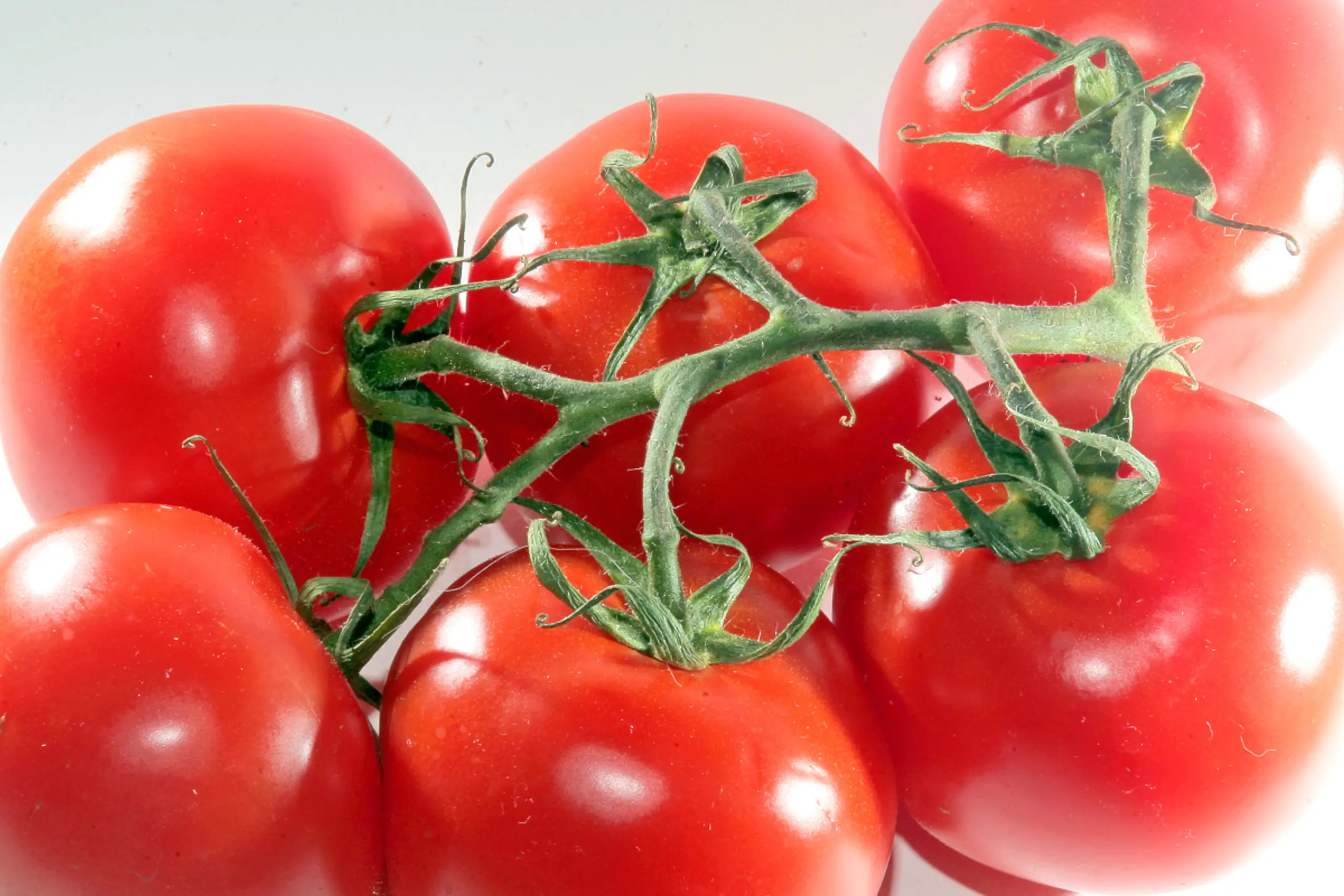 Nicht alle Paradeisersorten sind in der Lage, ein Warnsignal auszusenden