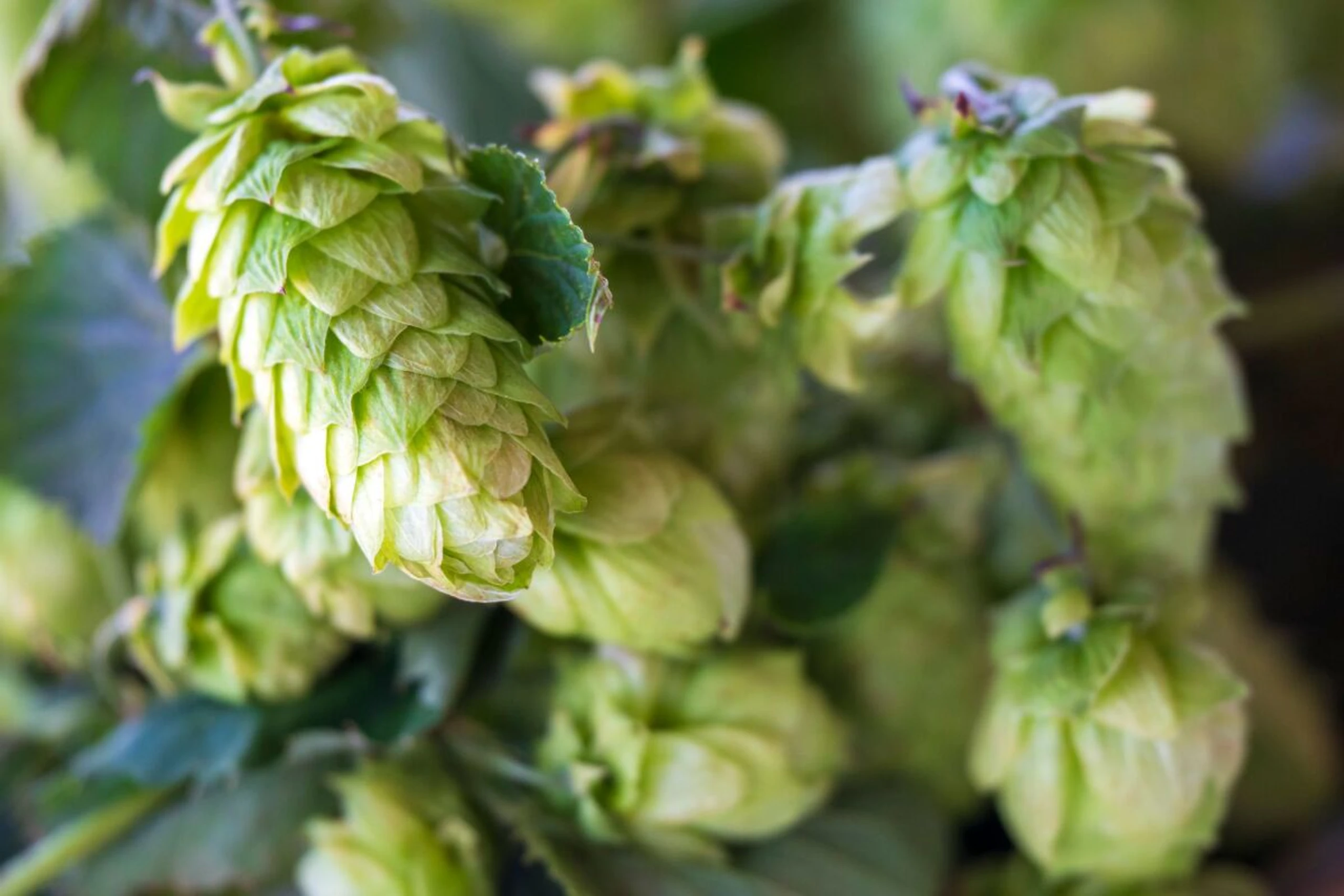 ++ ARCHIVBILD ++ Hopfen kann auch zur Förderung des Schlafs eingesetzt werden