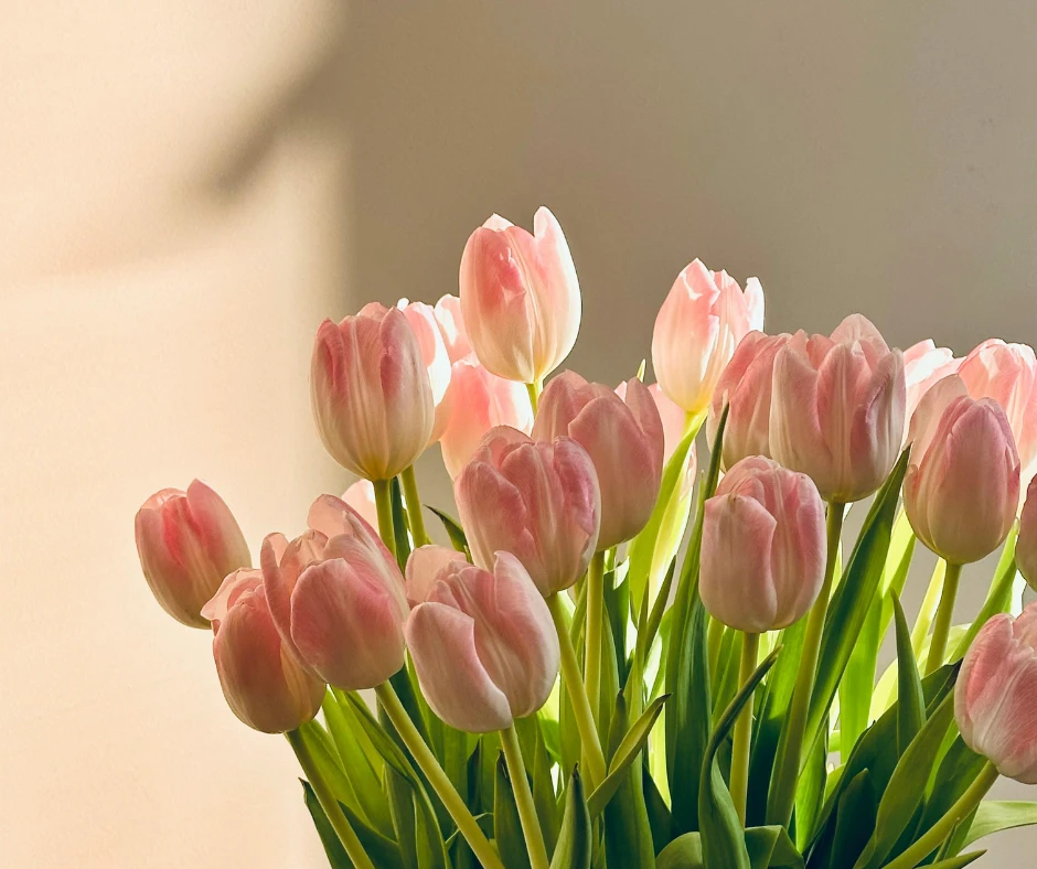 Nahaufnahme eines Bouquets aus rosa Tulpen im sanften Licht.