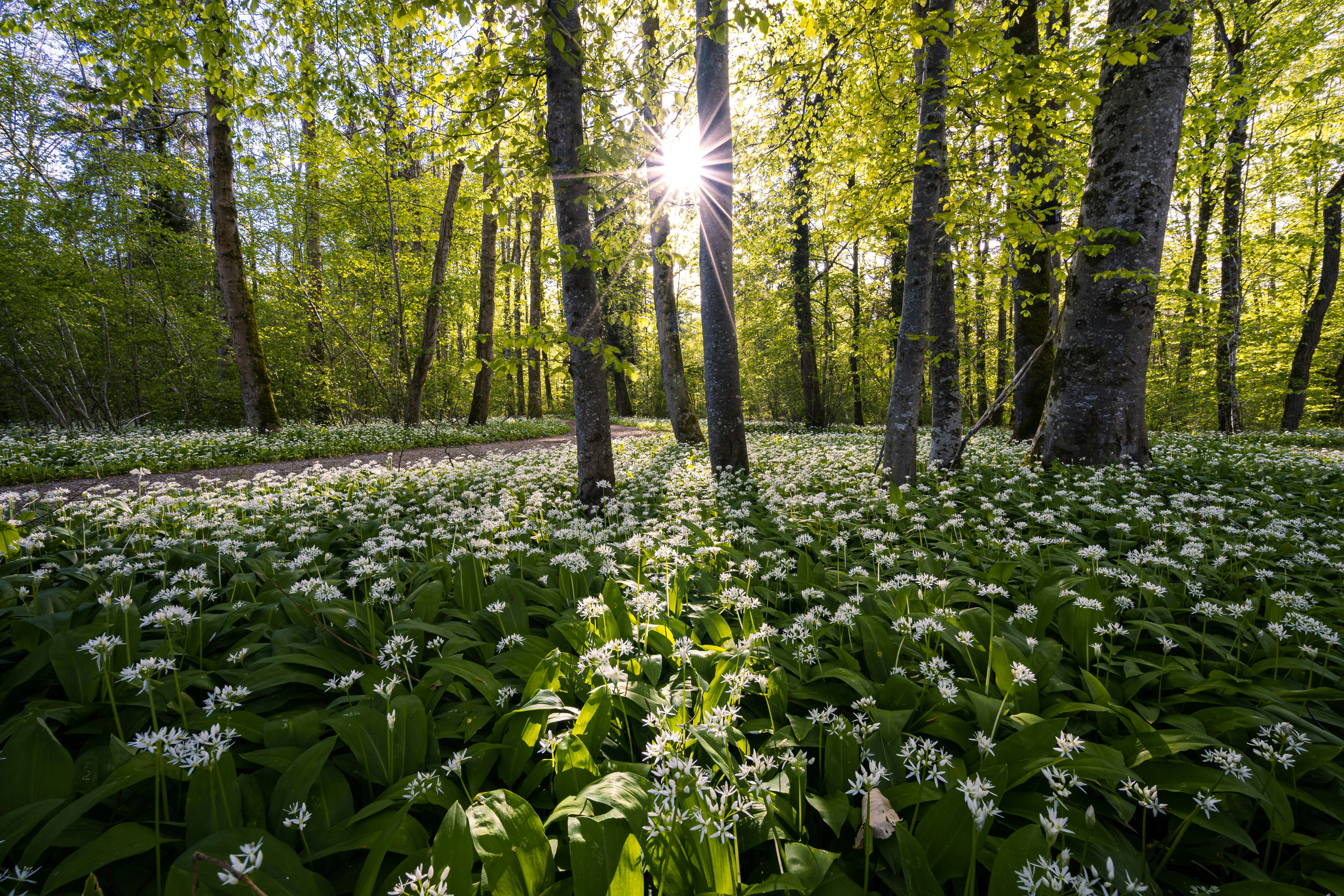Forest scene with a carpet of white flowers and sunlight shining through the trees.