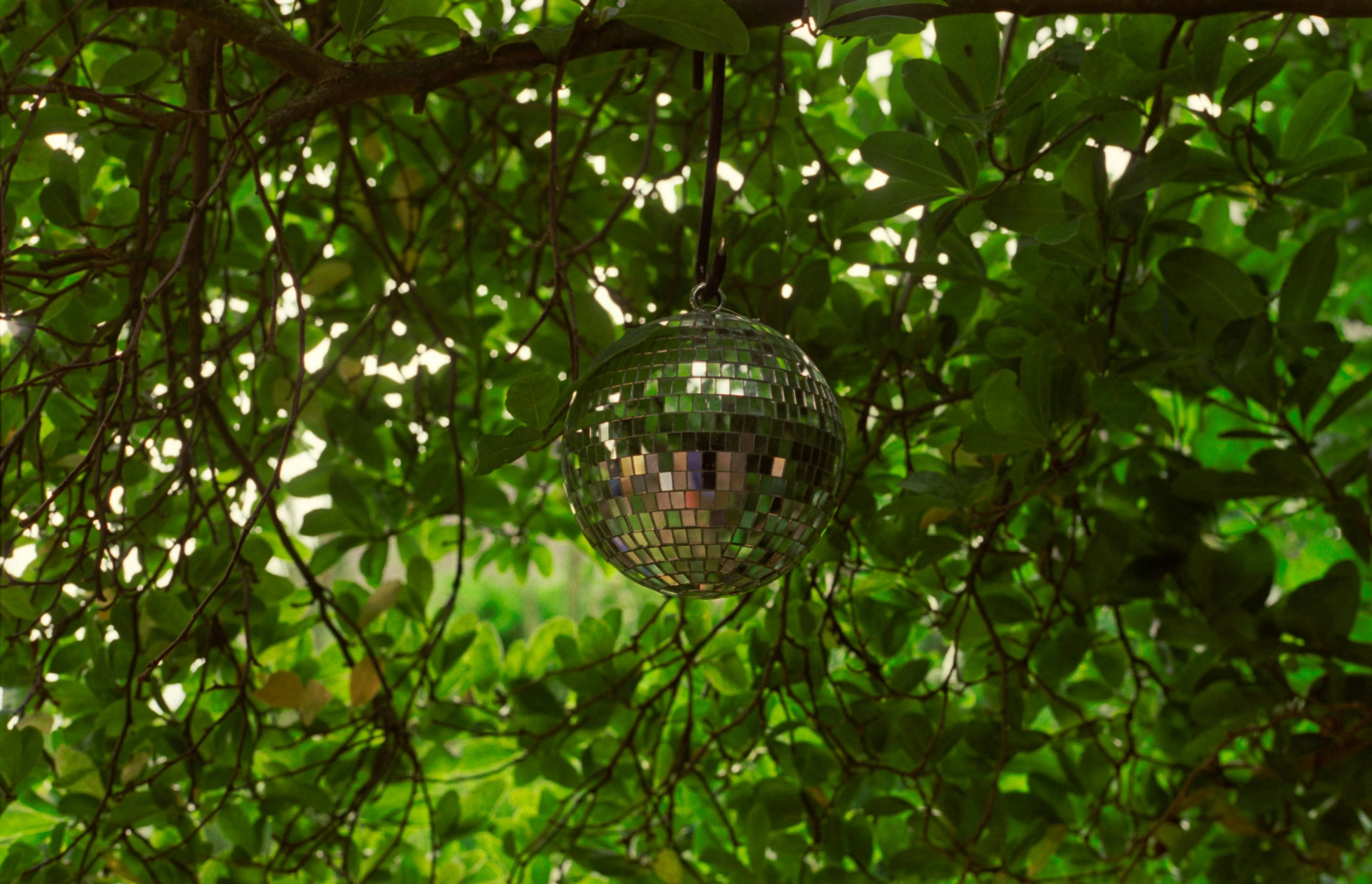 Diskokugel hängt an Baum