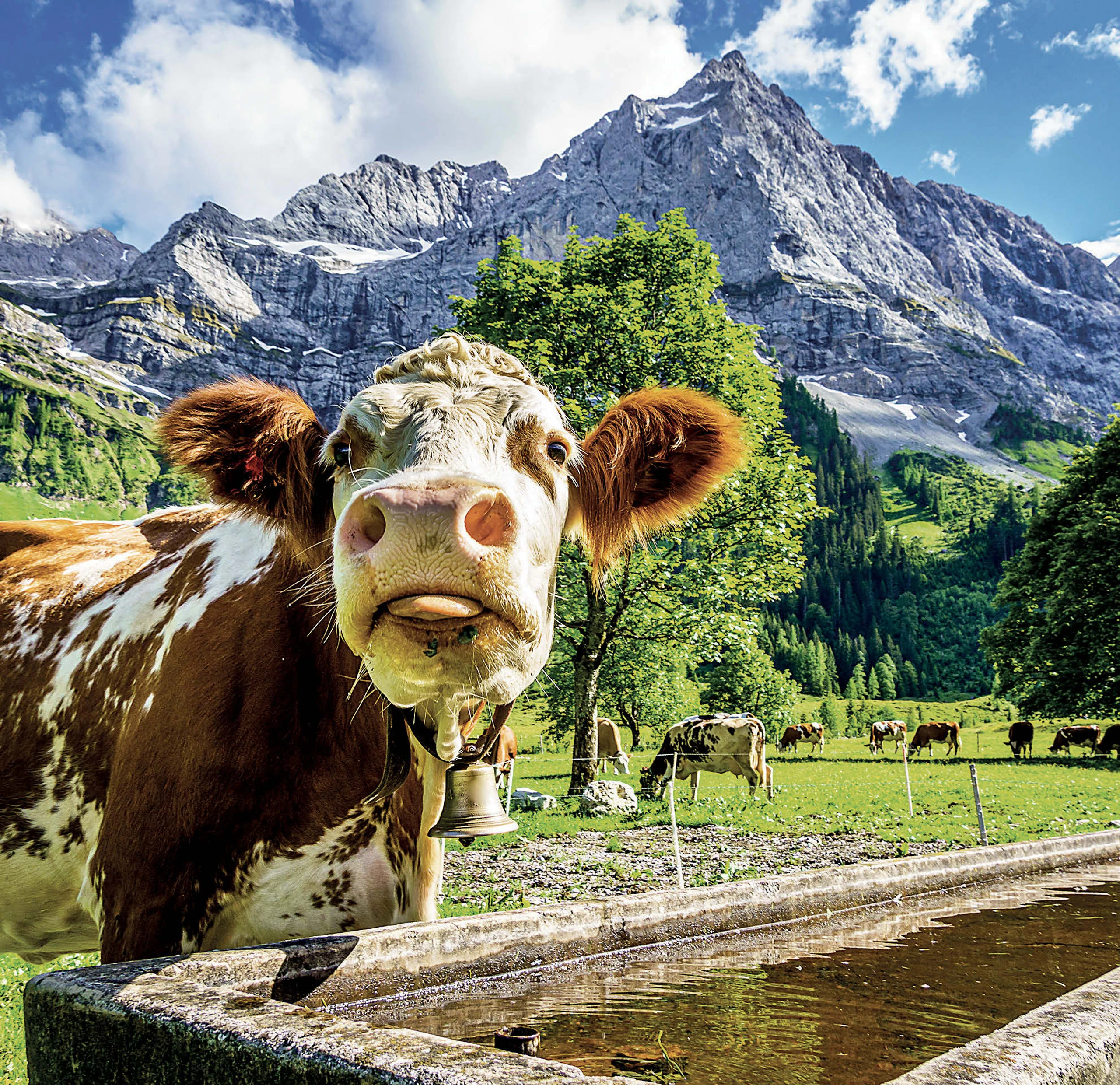 Bio Austria: Streit um Bio-Lizenzen