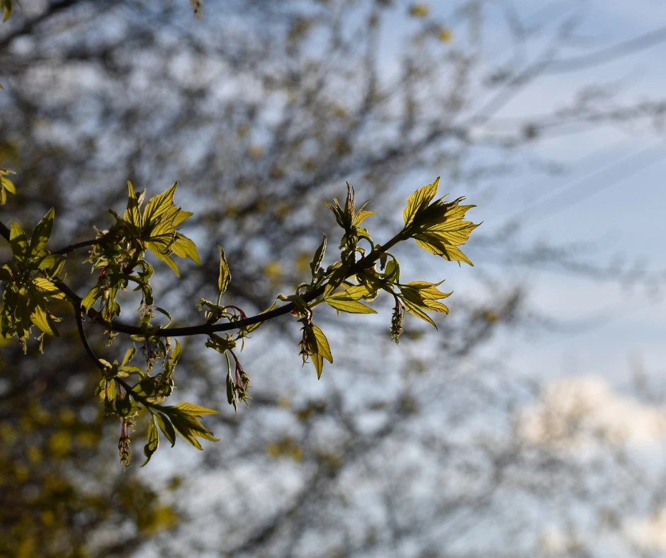 Frische Frühlingsblätter am Zweig im Sonnenlicht.