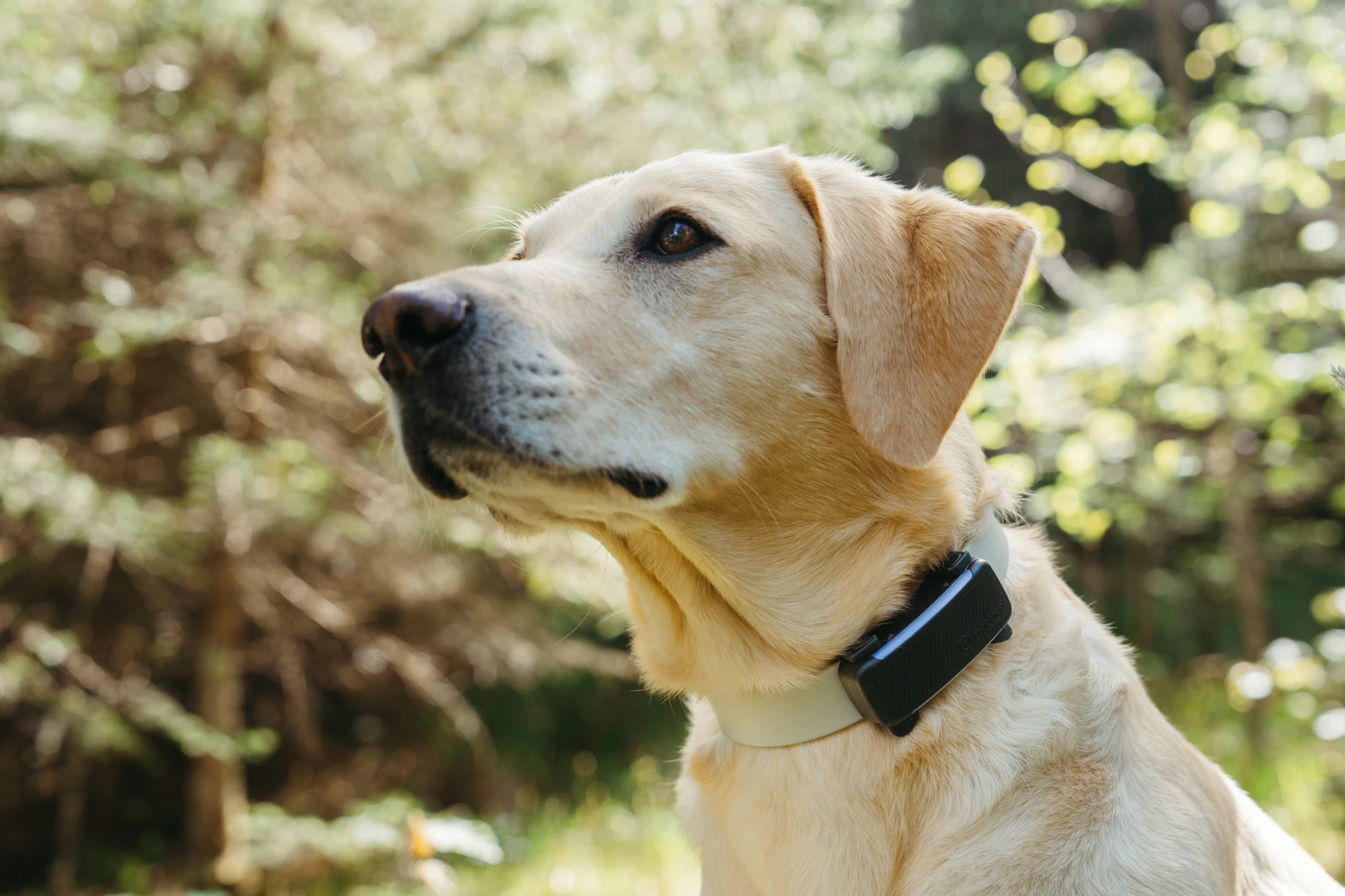 Oberösterreichisches Scale-up Tractive geht an Bending Spoons