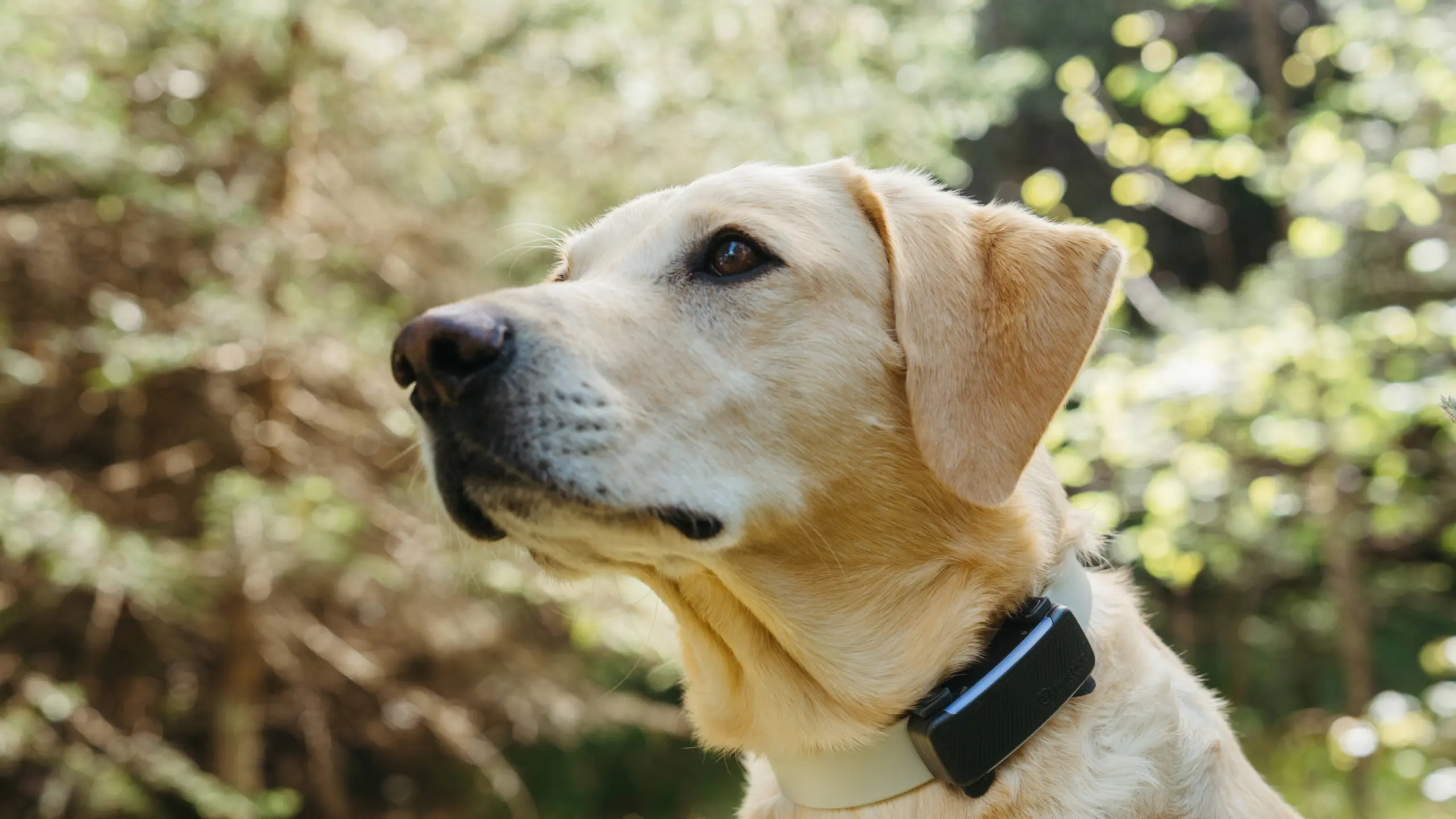 © Tractive Artikelbild