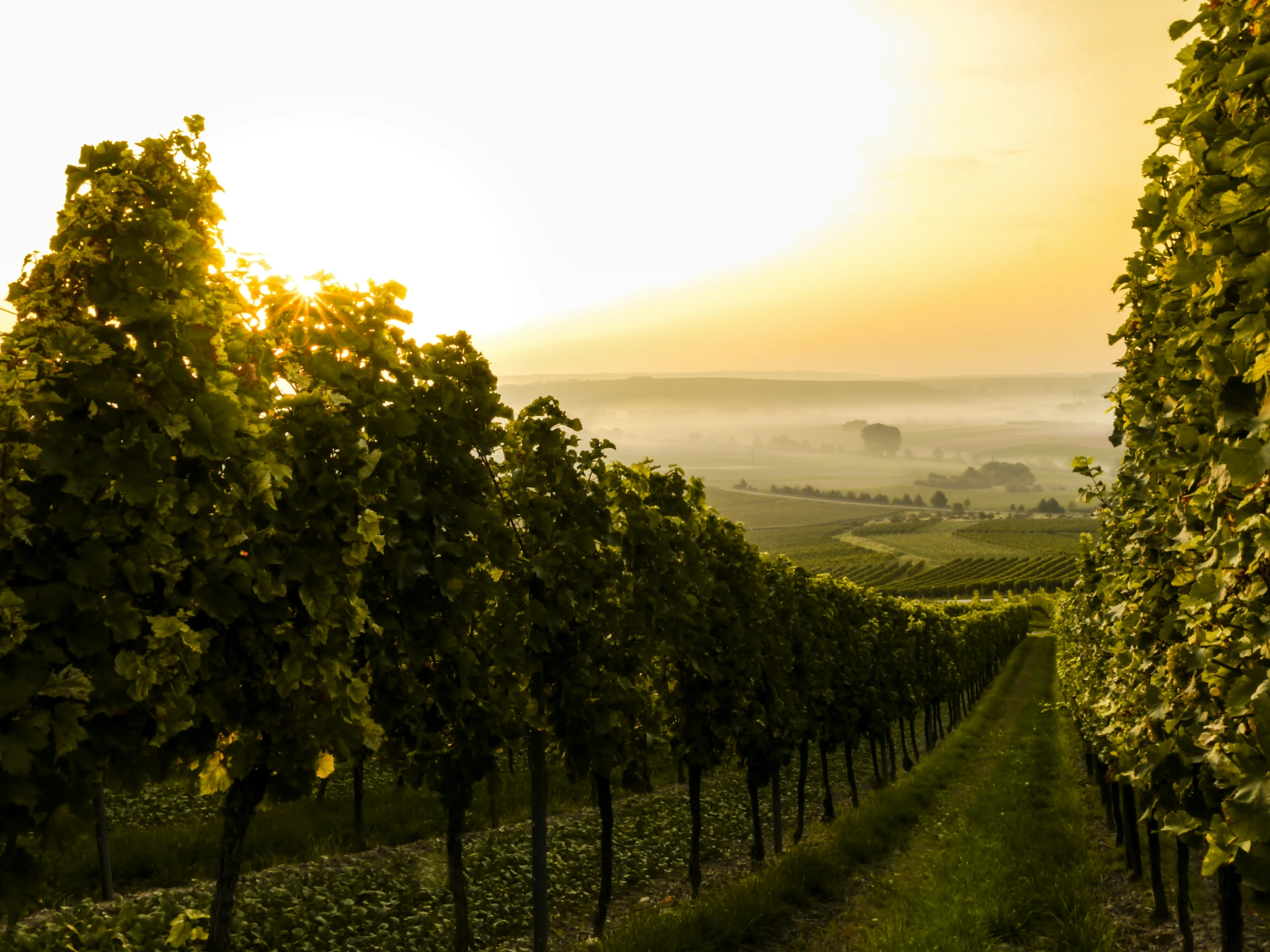 Deutsche Winzerinnen und Winzer erzeugten 2025 weniger Wein