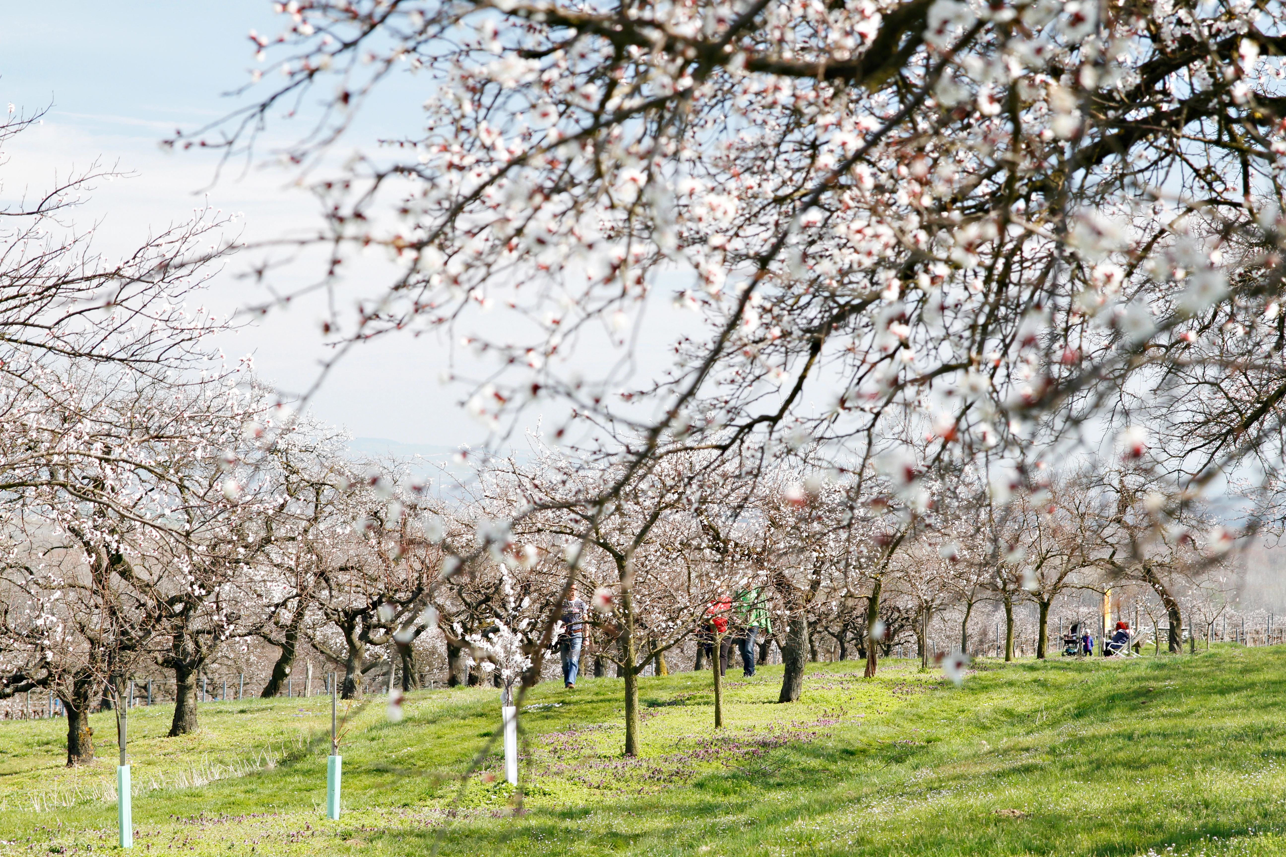 Mandelbaumplantage in voller Blüte im Frühling