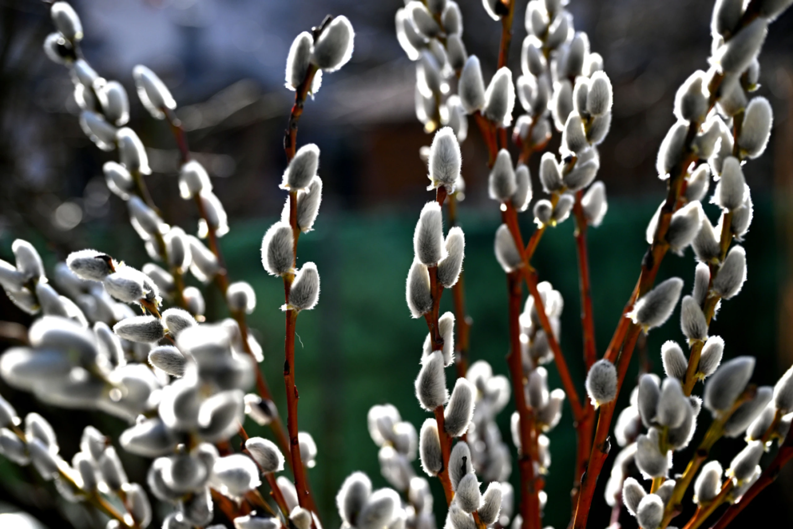 Appelle für Frieden und Solidarität am Ostersonntag