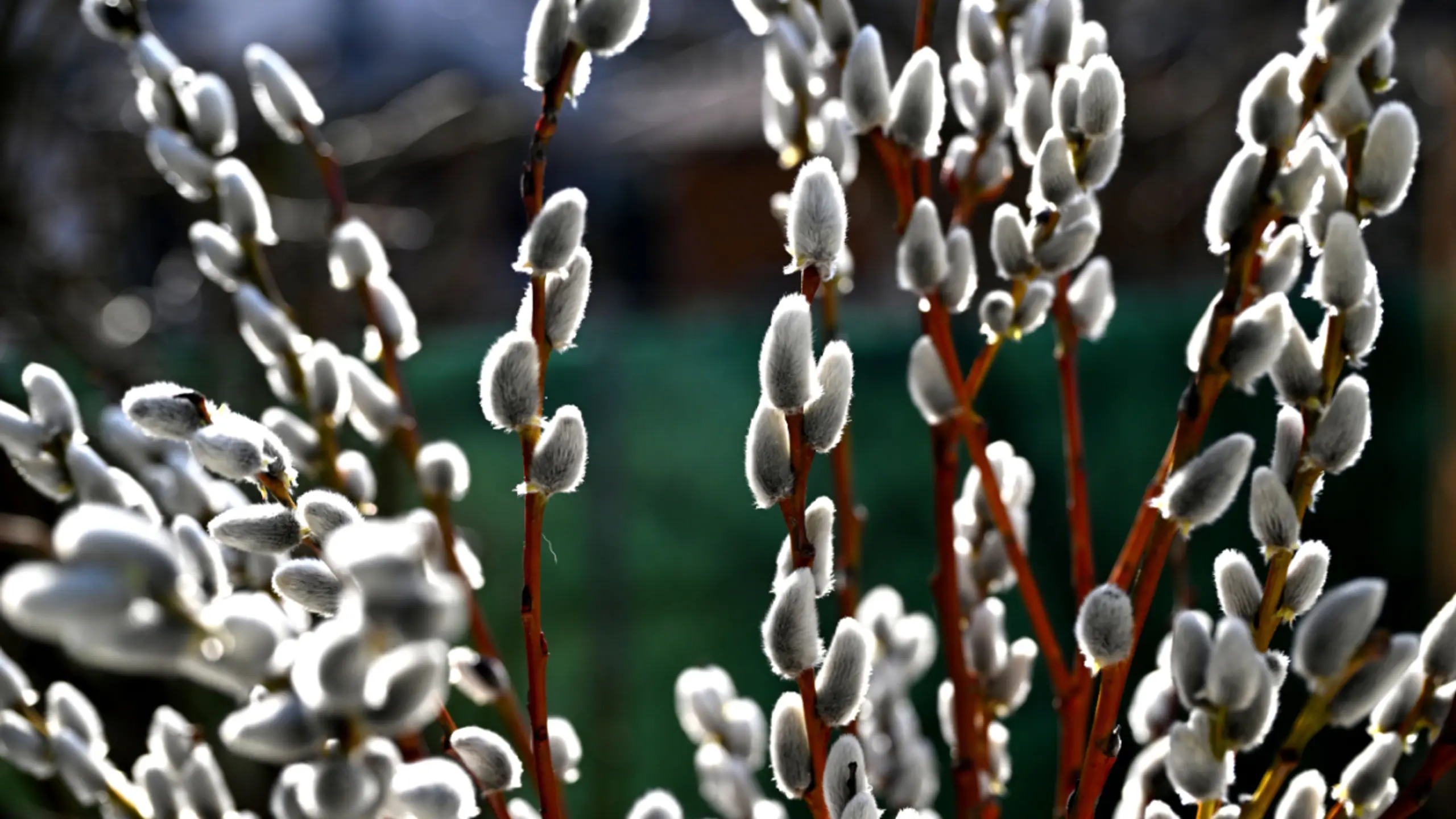 © Barbara Gindl, Themenbild, Apa Bischöfe plädierten für Frieden