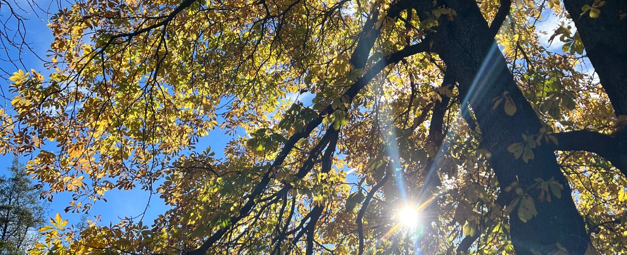 Sonnenstrahlen durch Herbstlaub eines Baumes.