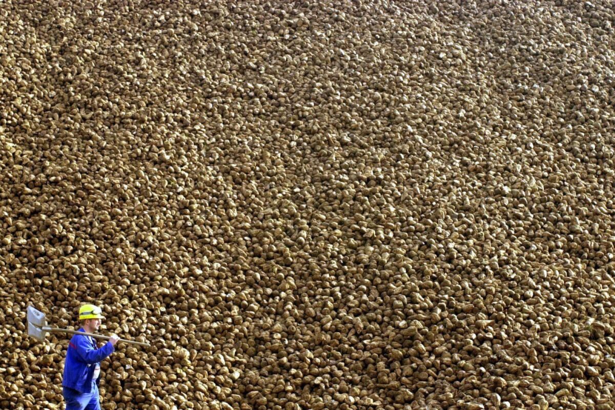 Aufgetürmte Zuckerrüben