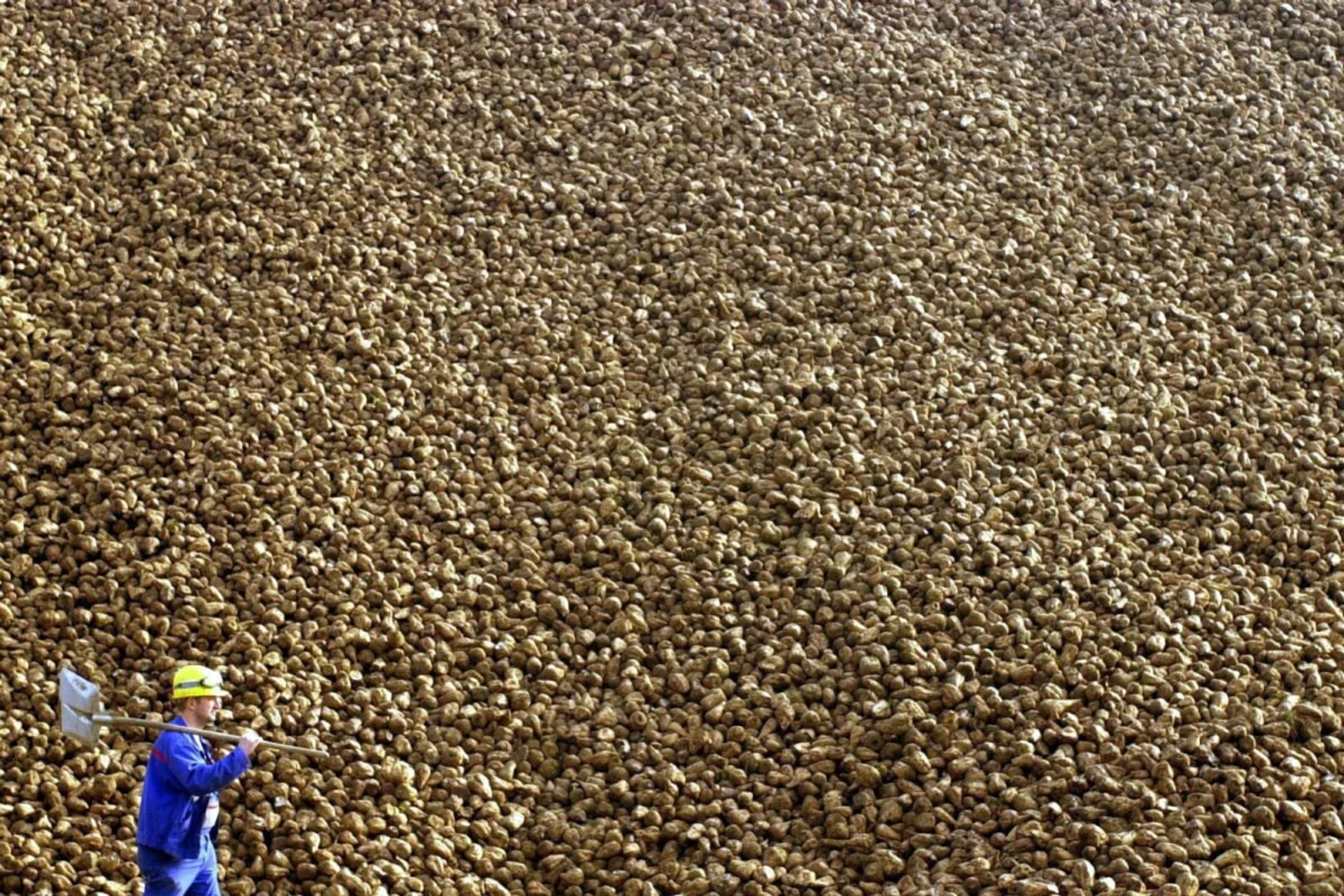 Aufgetürmte Zuckerrüben