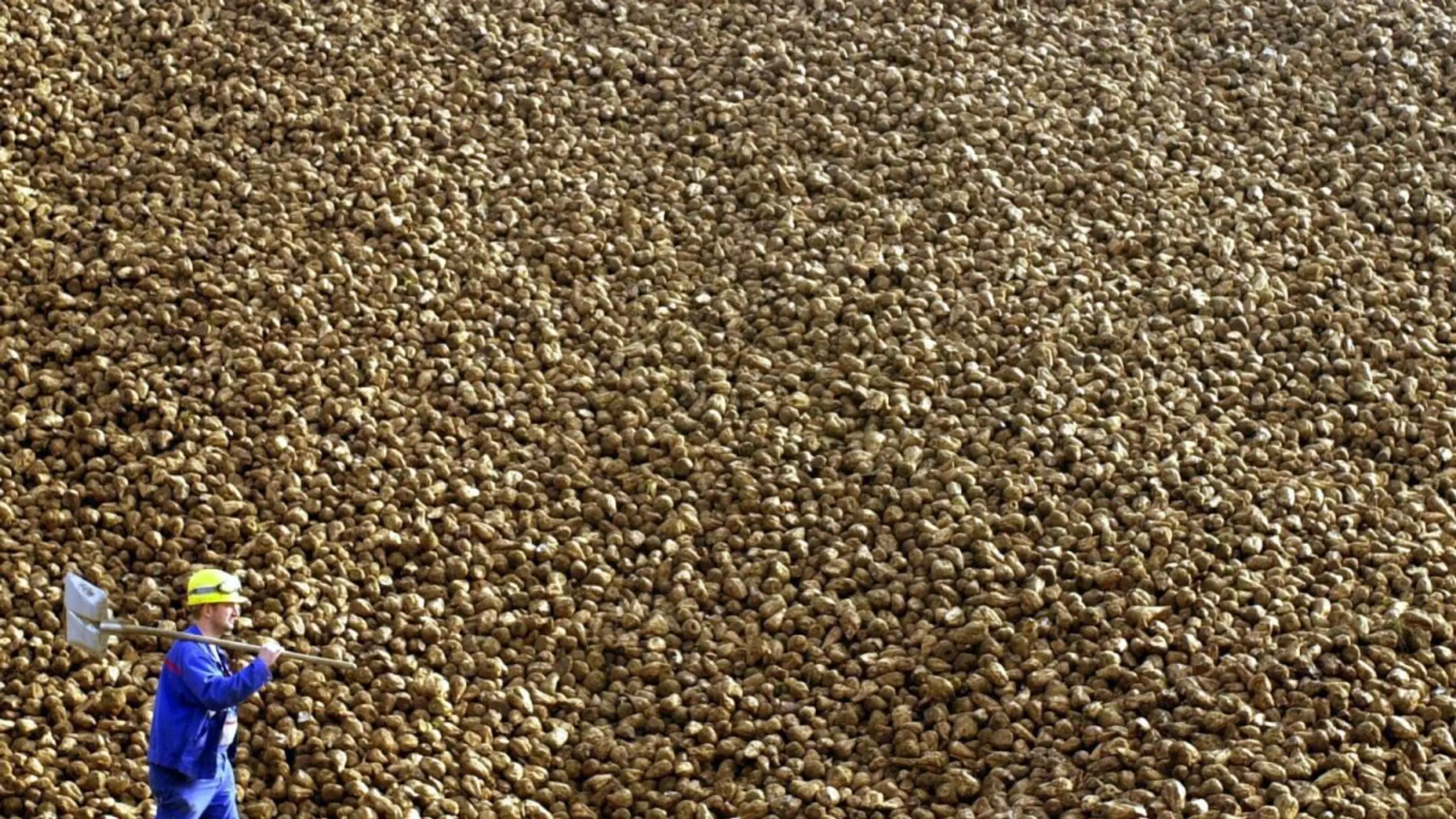 Aufgetürmte Zuckerrüben