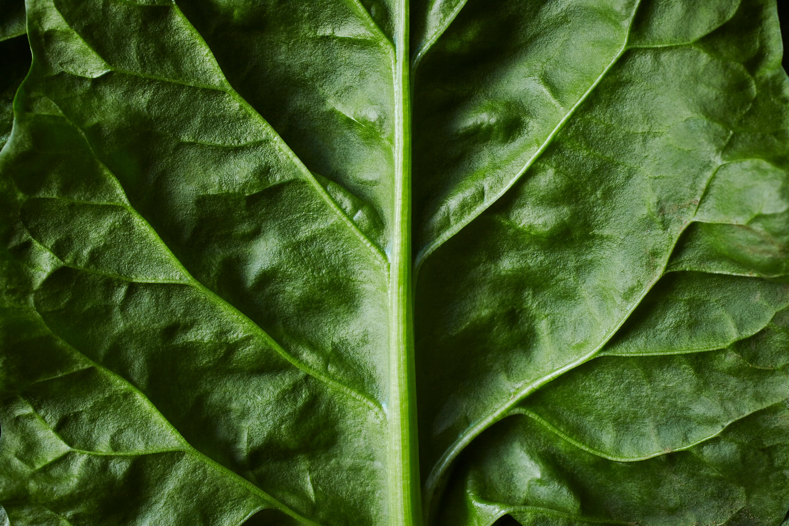 Grünes Blatt