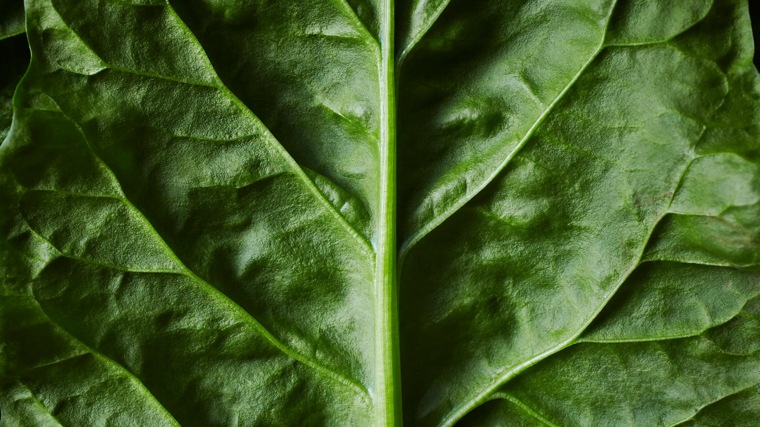 Grünes Blatt