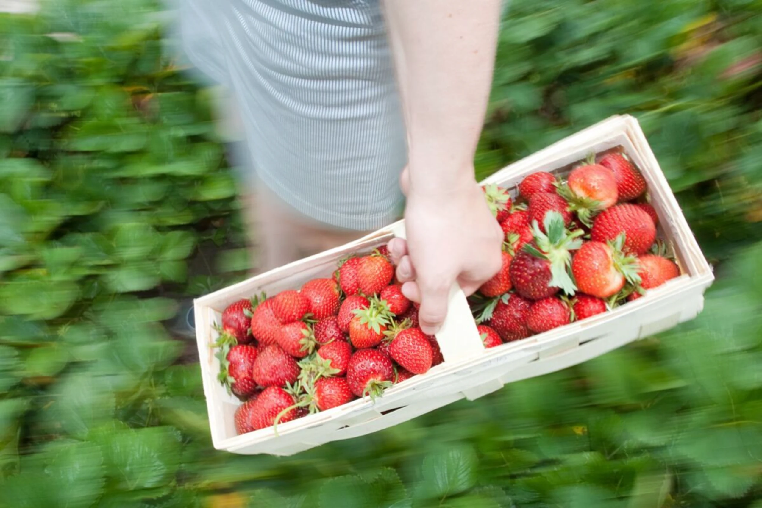 Erdbeeren am besten vorsichtig mit Daumen und Zeigefinger abpflücken