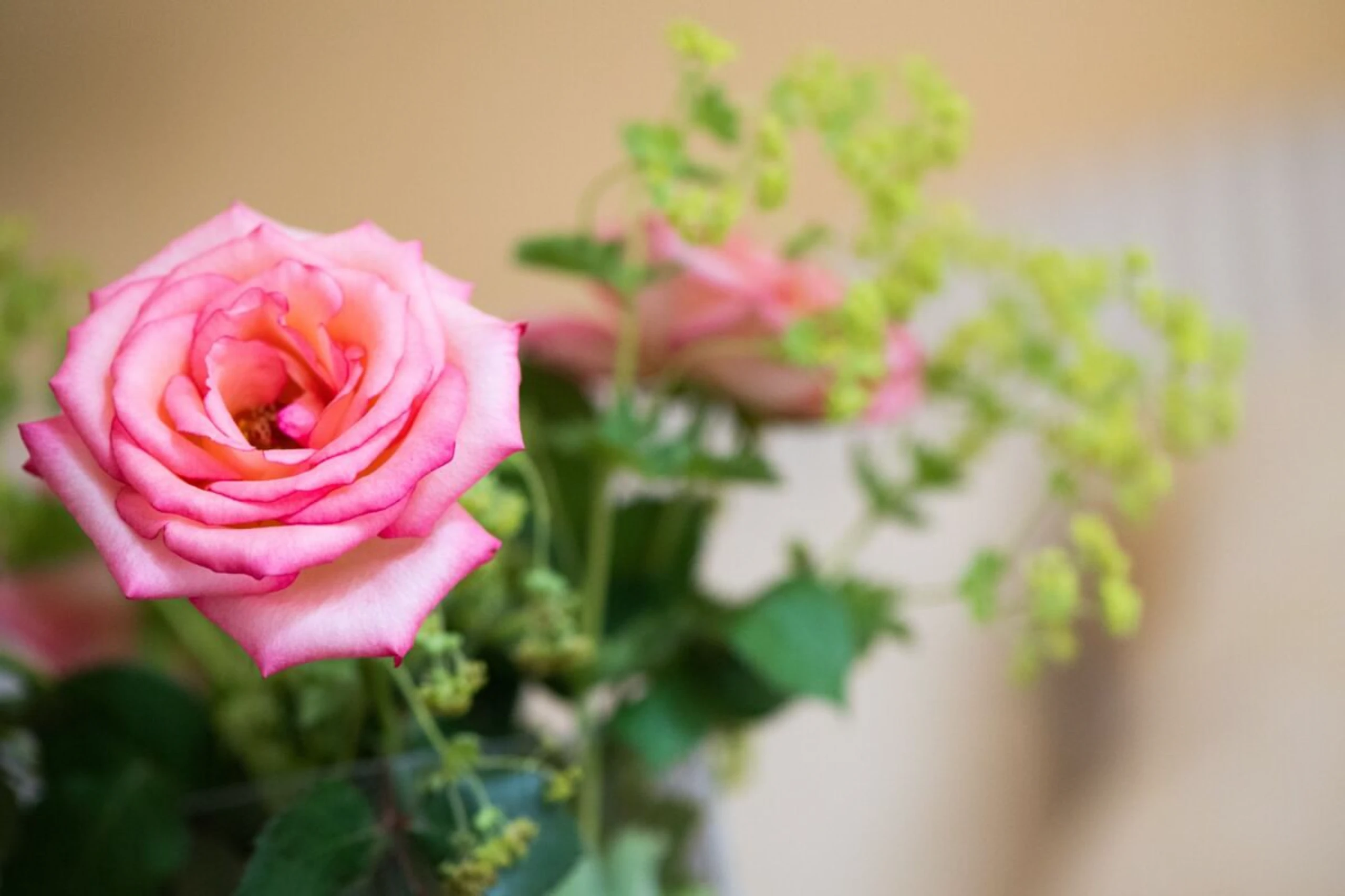 Rosen sind allergikerfreundlich