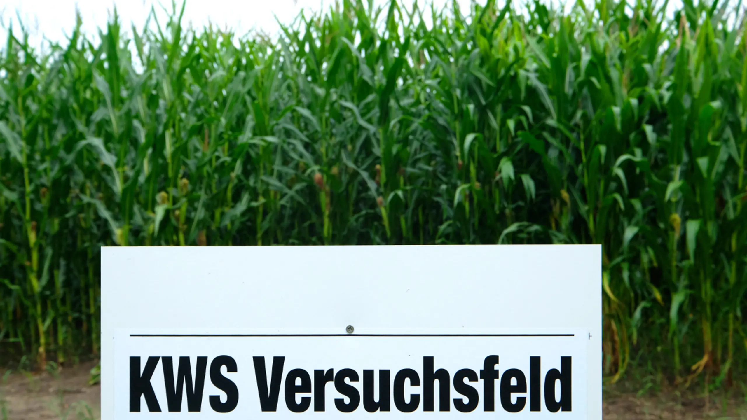 © AFP, PATRIK STOLLARZ, Apa KWS profitierte von früheren Auslieferungen
