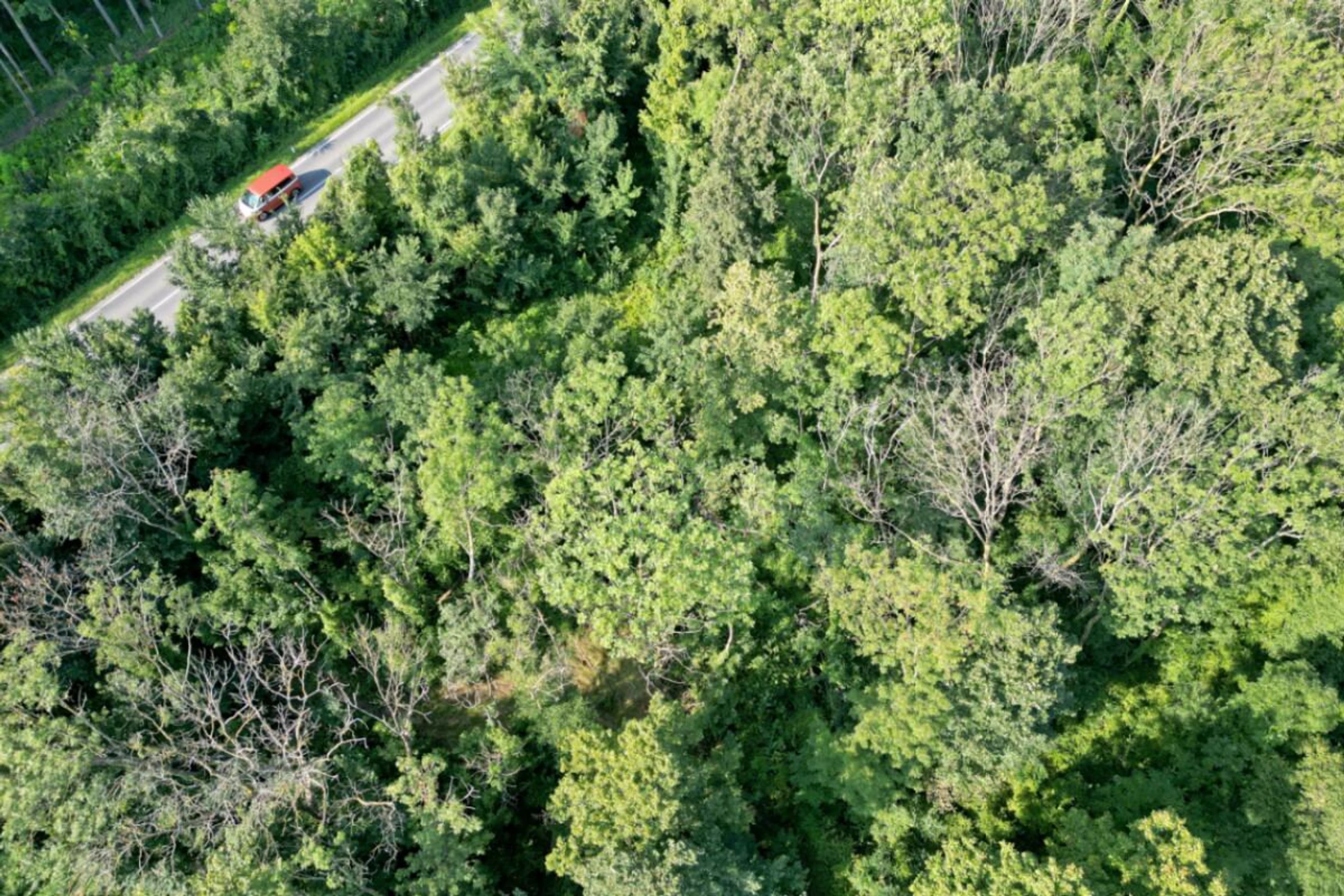 Trotz Klimawandel vierthöchster Gewinn für Bundesforste