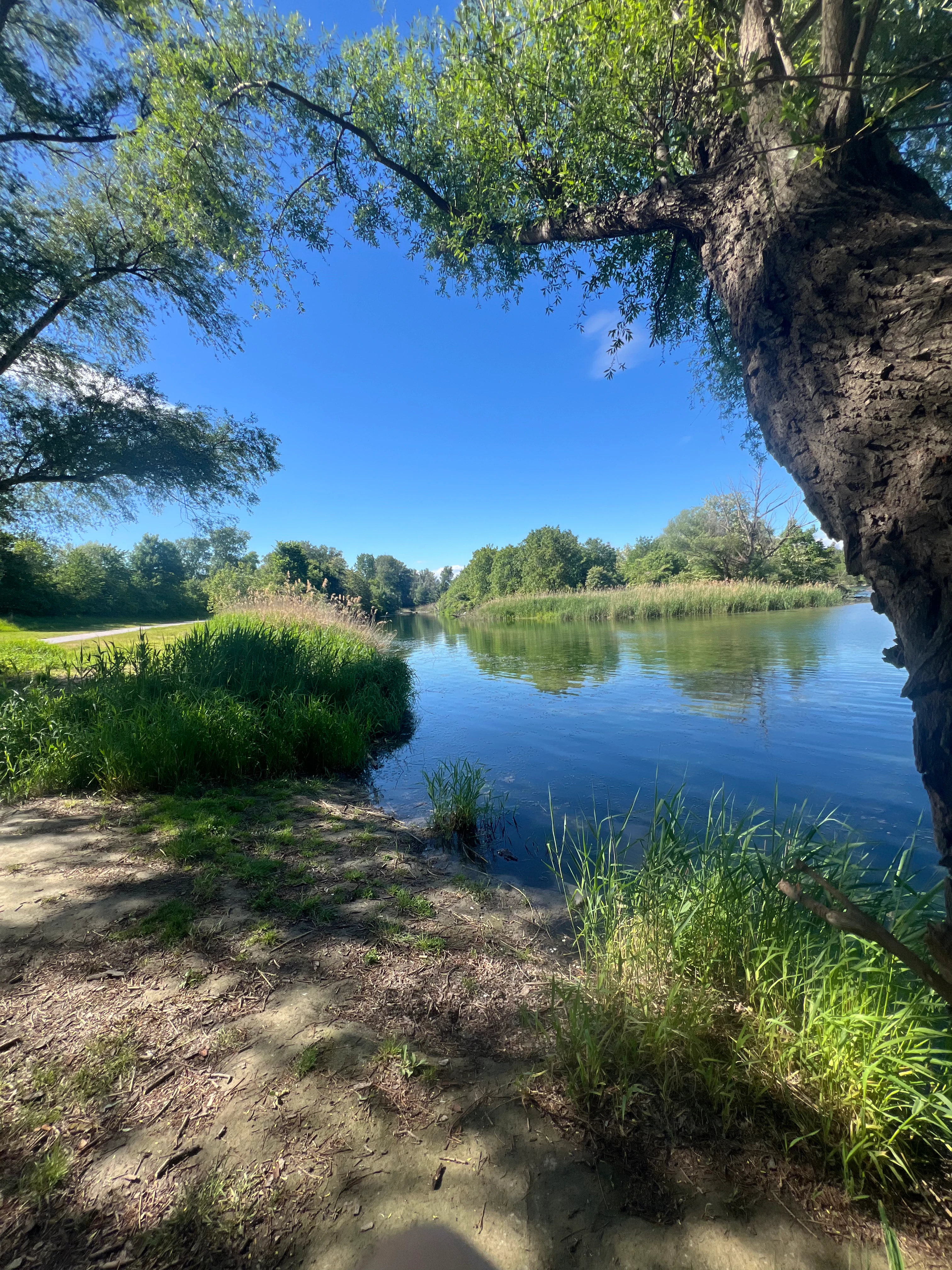 Flusslandschaft mit Bäumen und blauem Himmel