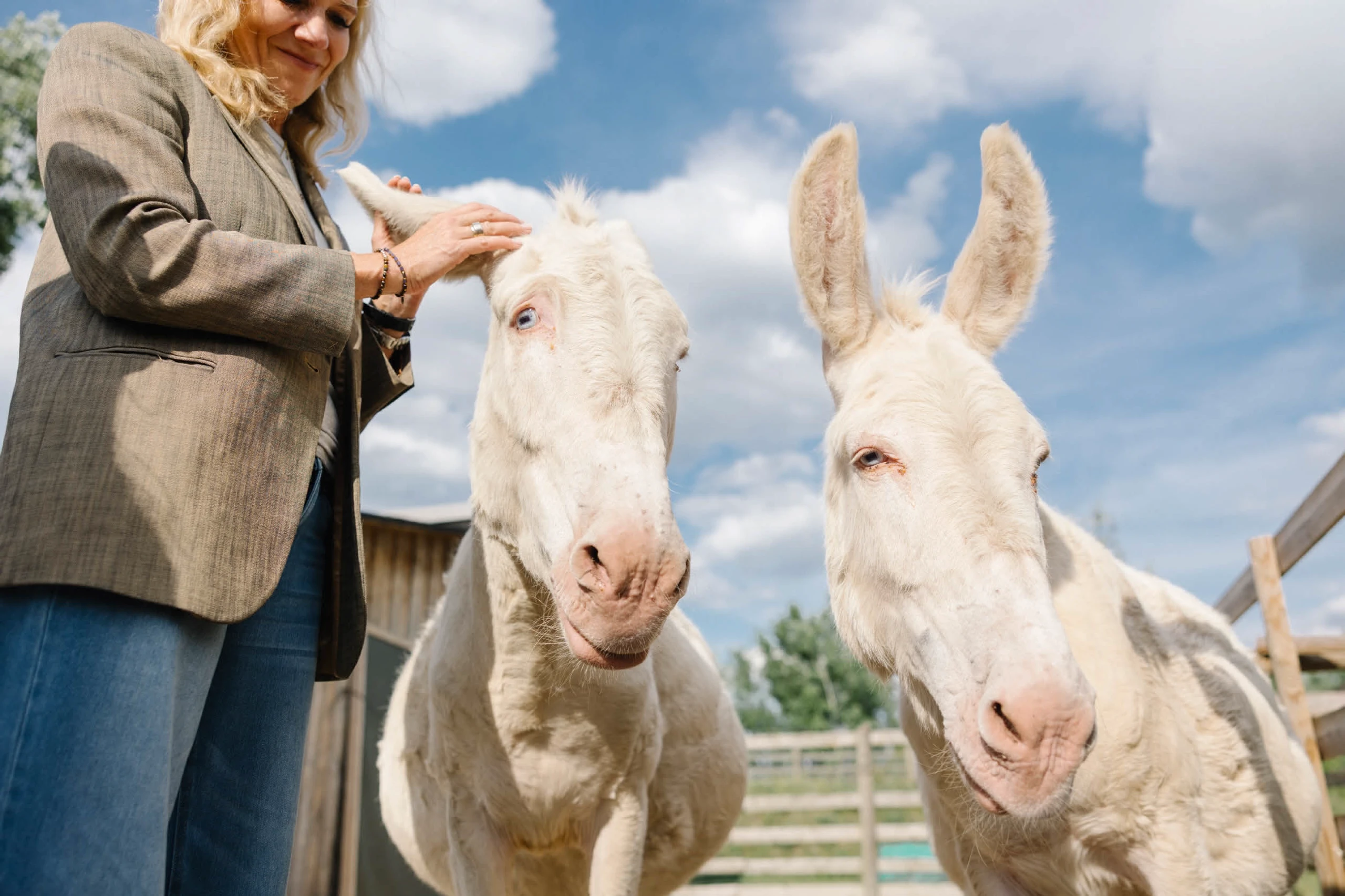 Leadership lernen mit Eseln: Was Tiere über gute Führung verraten