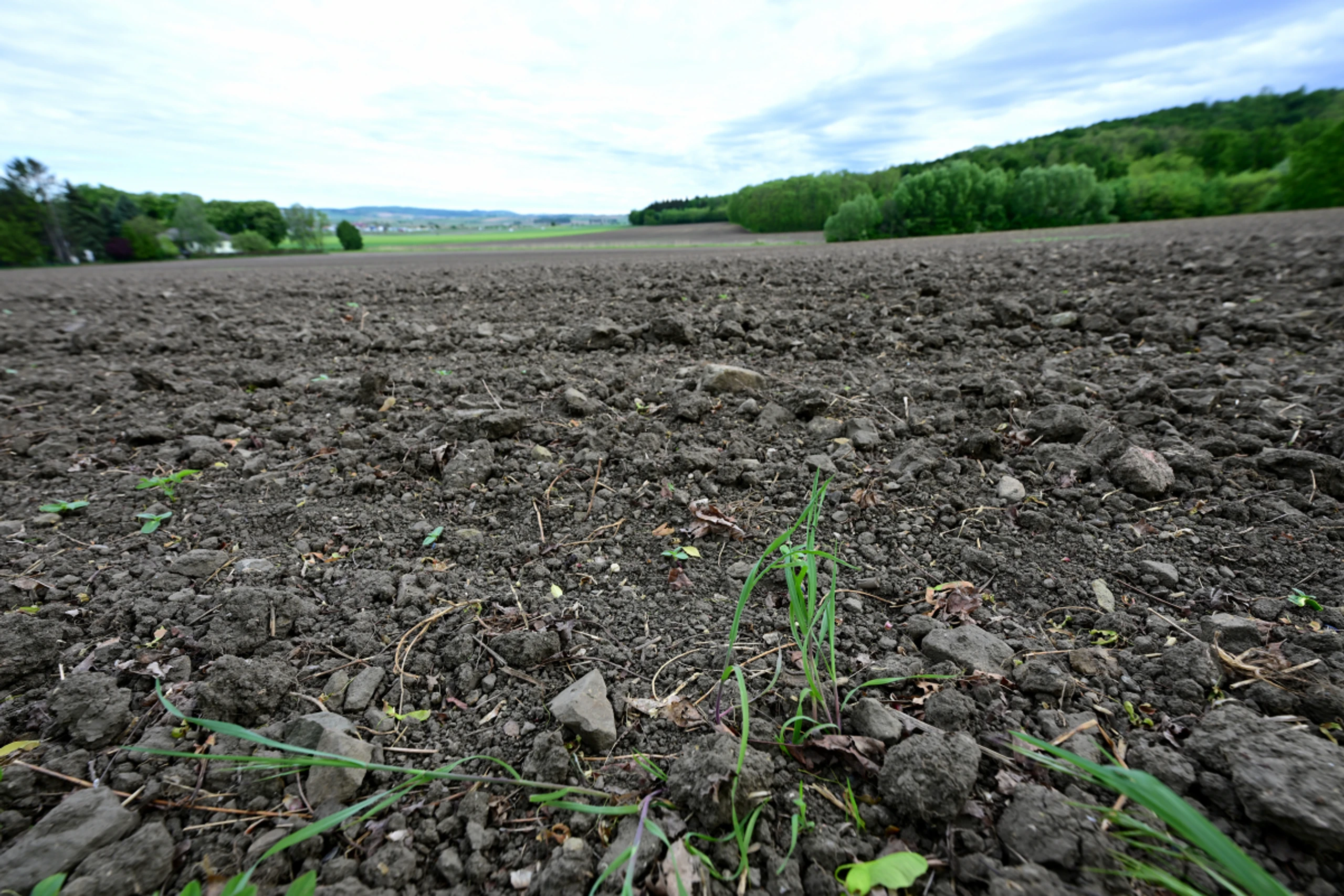 Landwirtschaftskammer-Chef: "Viele Äcker schreien nach Regen"