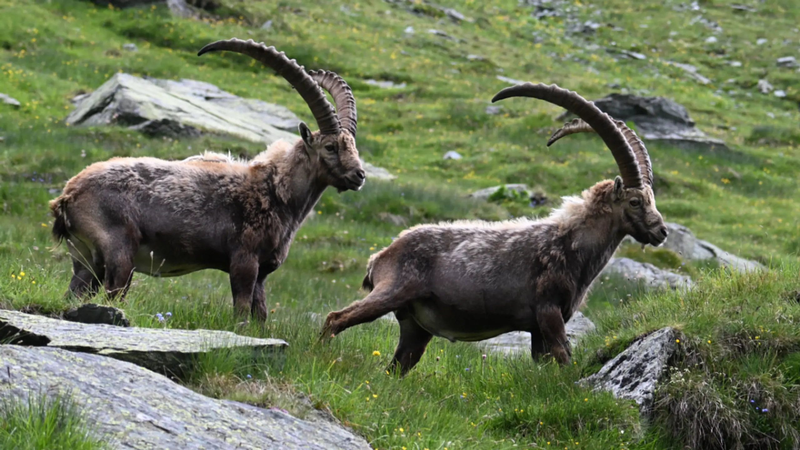 Steinböcke im Nationalpark Hohe Tauern in Heiligenblut in Kärnten