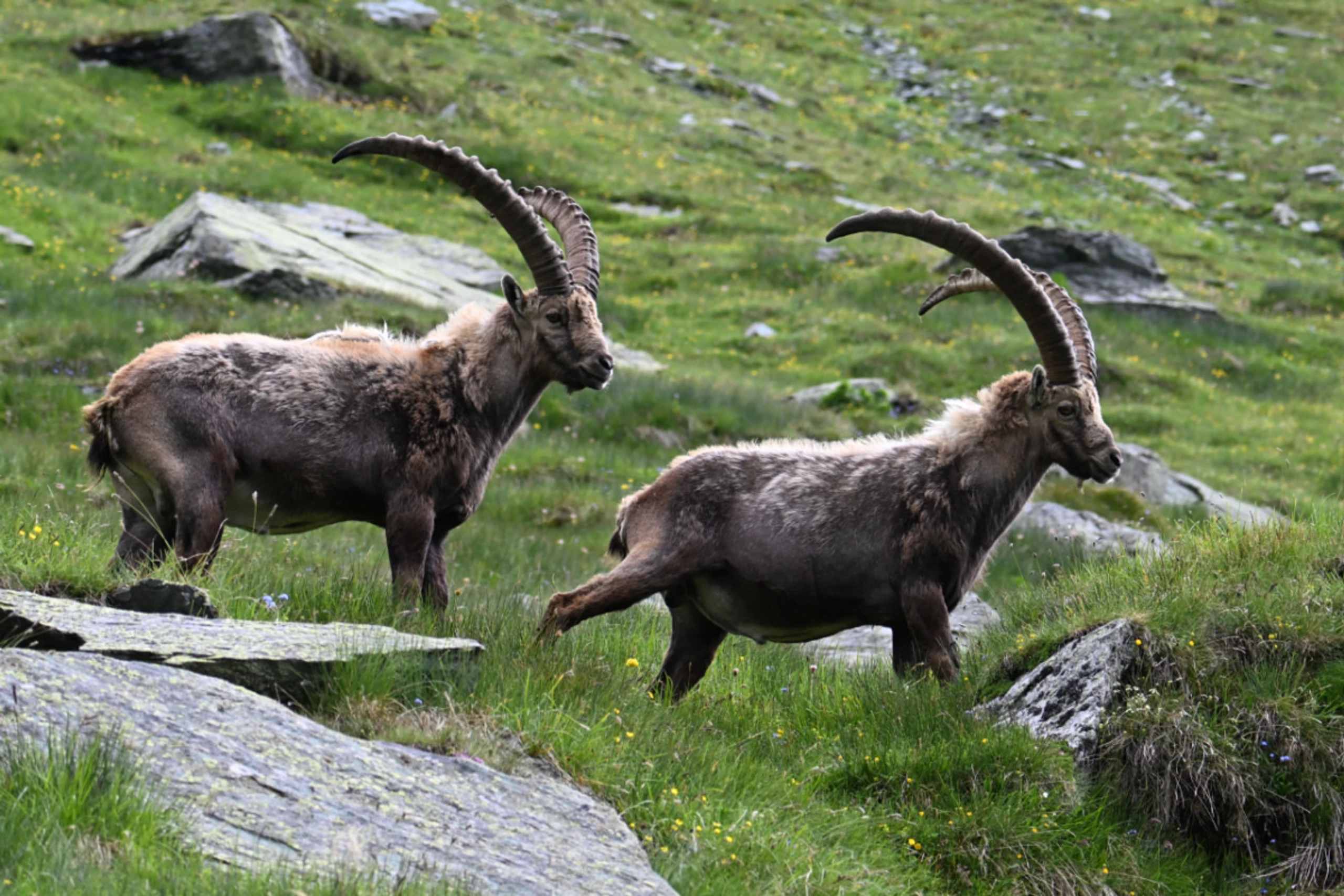 Steinböcke im Nationalpark Hohe Tauern in Heiligenblut in Kärnten