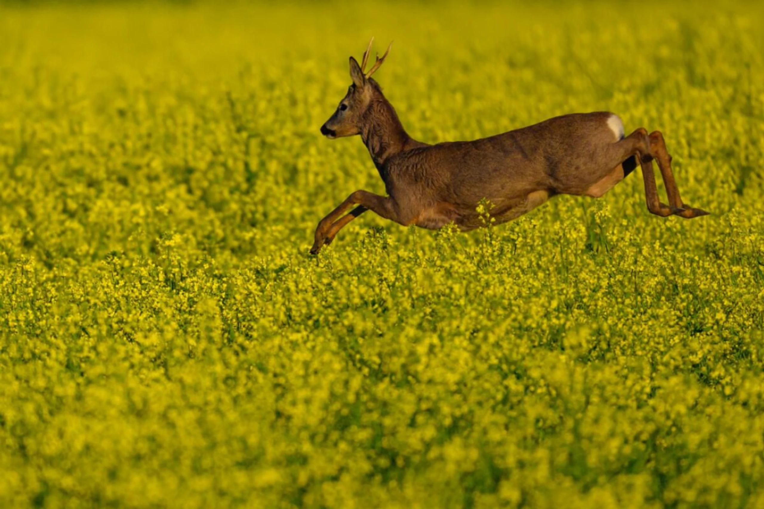 Vele Tiere waren in den Nächten weniger aktiv