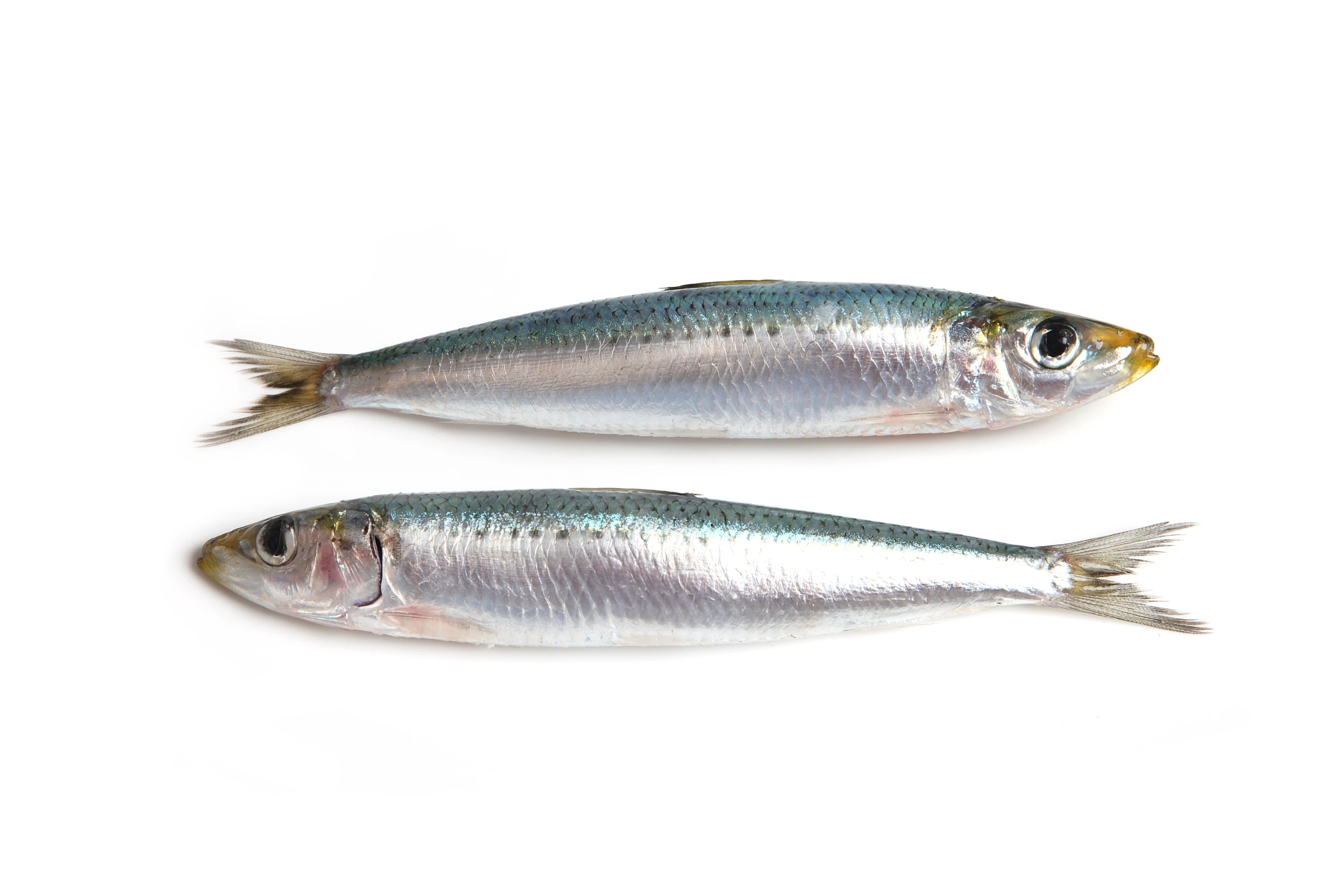 Warum Sardinen plötzlich zum Foodtrend werden