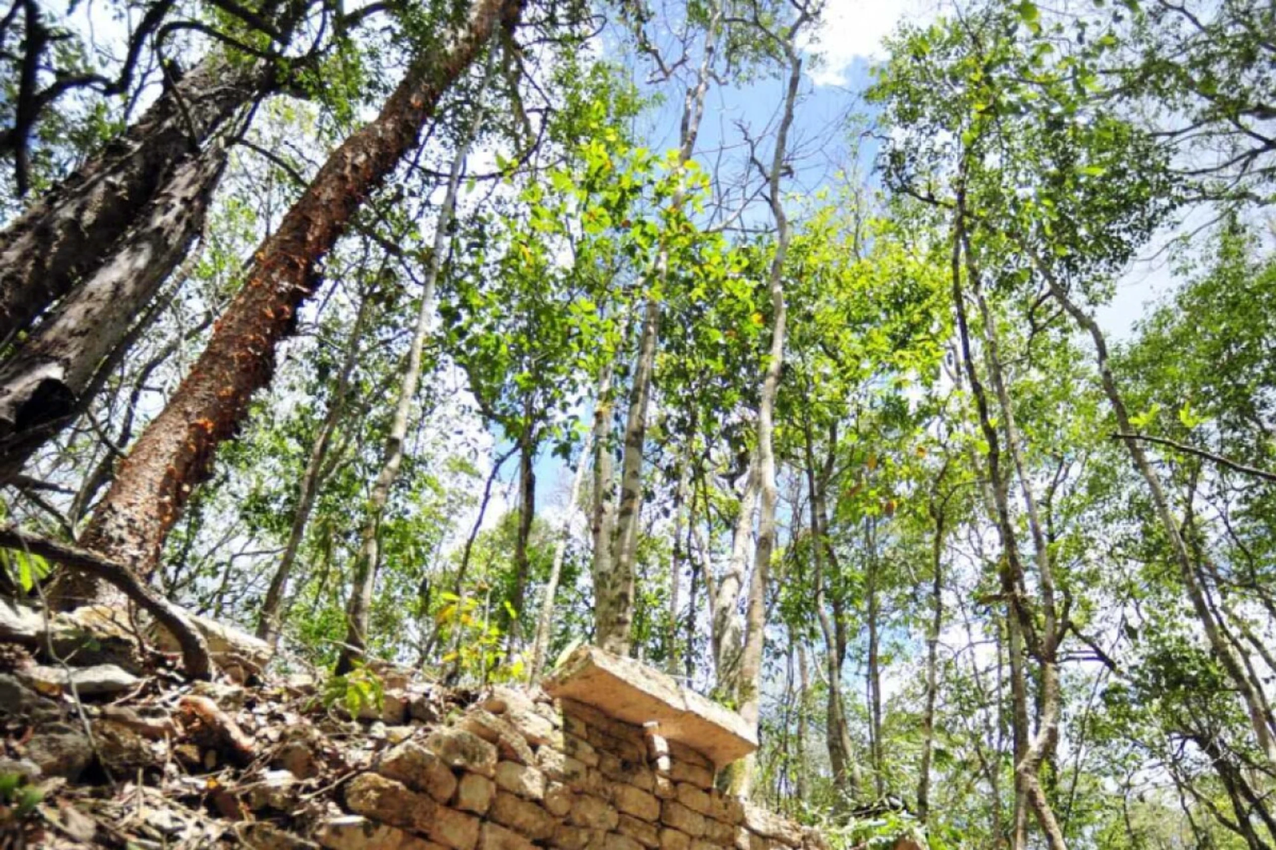 Biosphärenreservat Calakmul im Bundesstaat Campeche