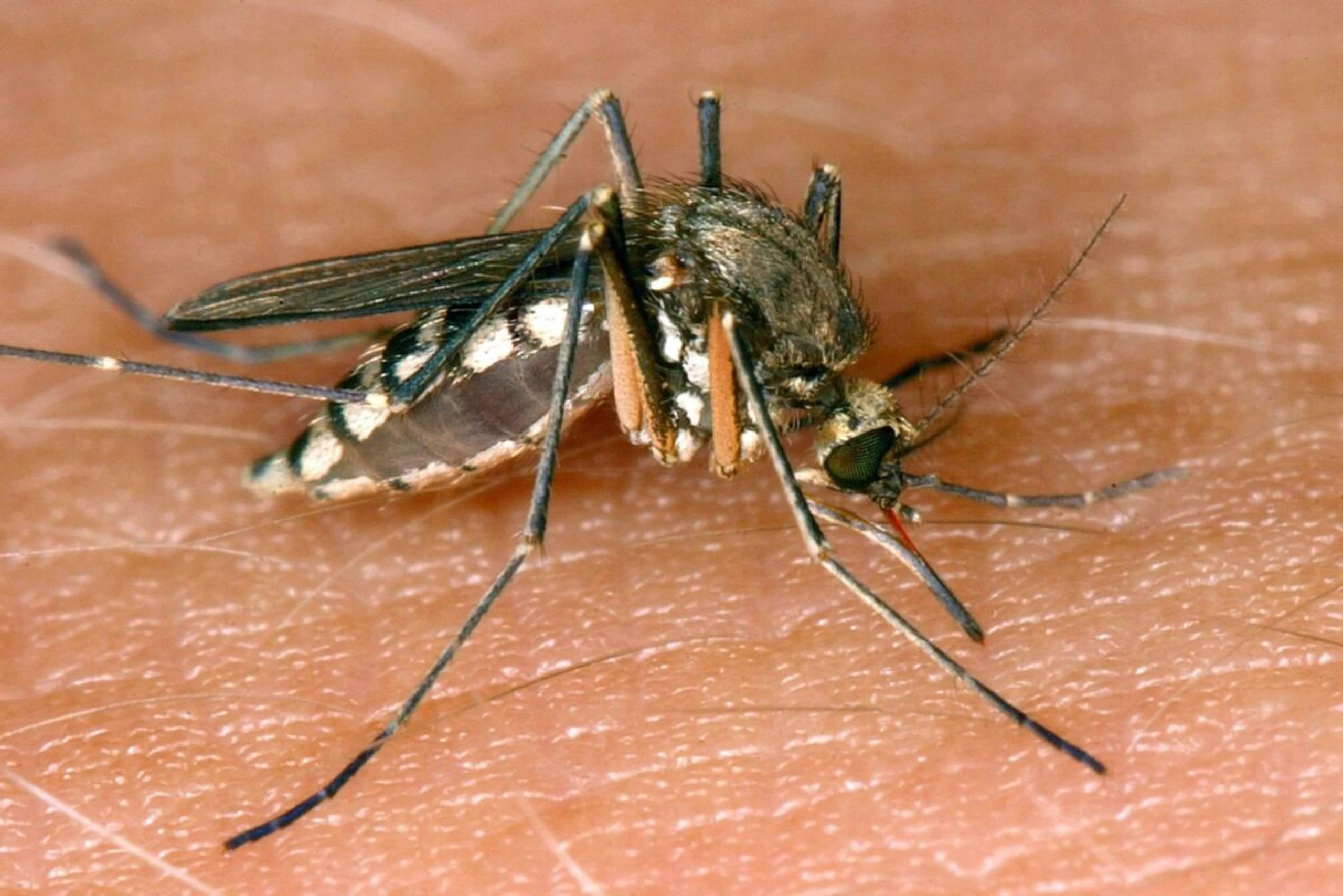 West-Nil-Virus wird von Mücken übertragen