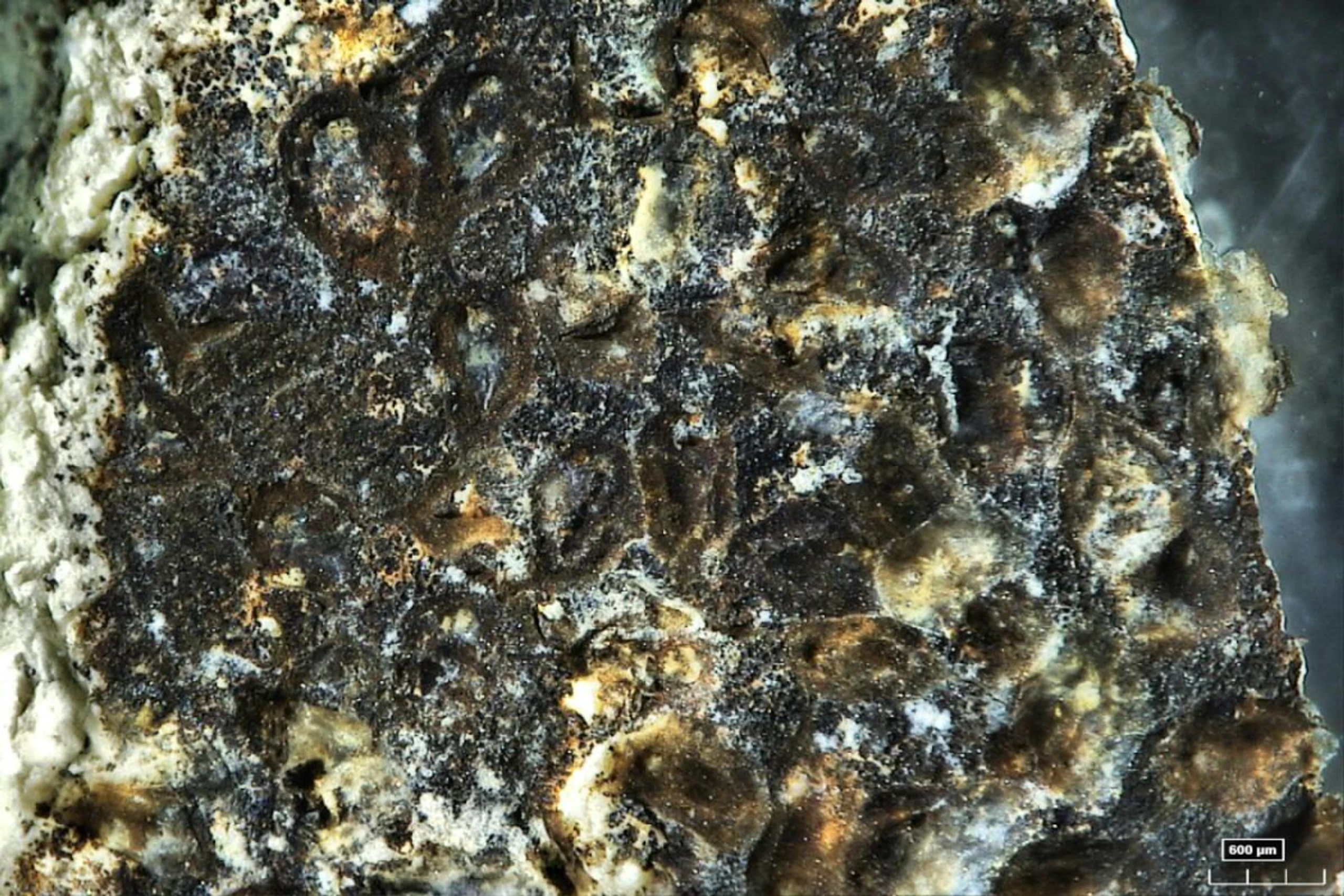 Die Moostierchen-Art Pierrella fendouzhei wurde in fast 10.000 Metern Tiefe entdeckt