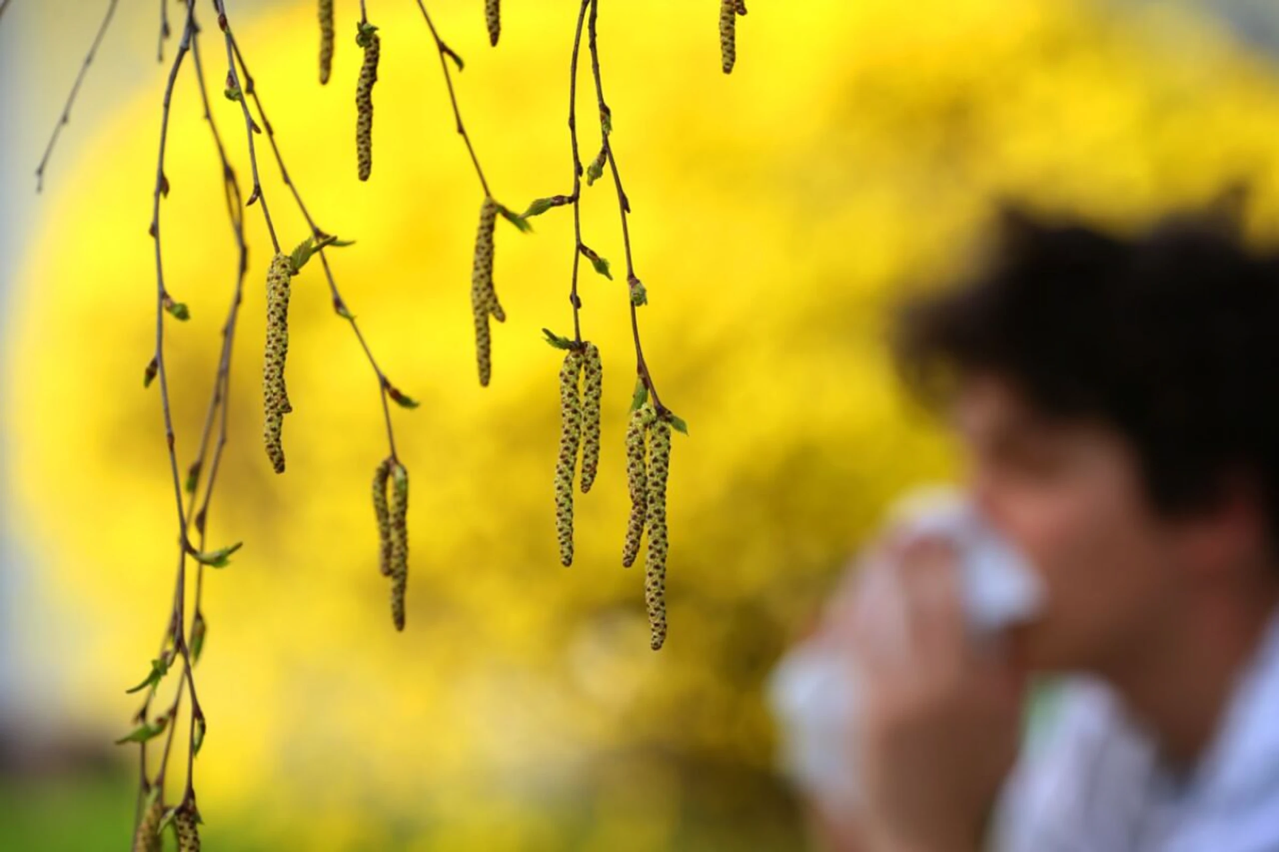 Heuschnupfen und Pollen betreffen die meisten Allergiker.