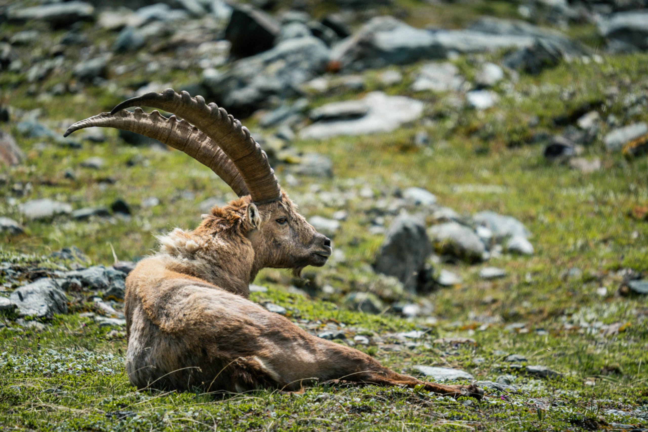 ++ HANDOUT ++ Majestätisch, doch gefährdet: der Alpensteinbock