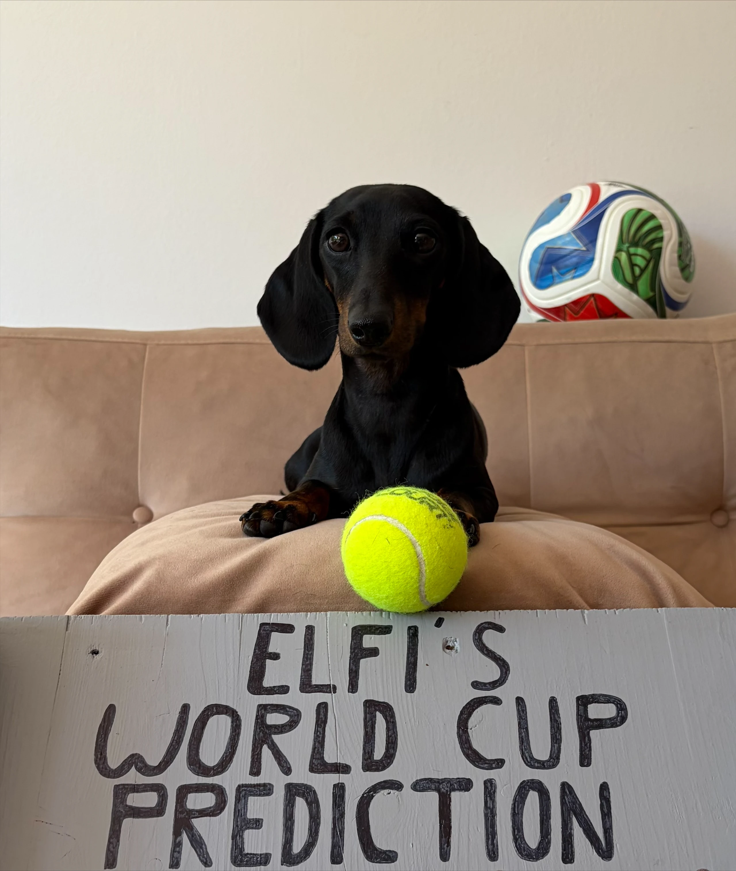 WM-Orakel Elfie: Der Dackel der (fast) alle WM-Spiele richtig tippt