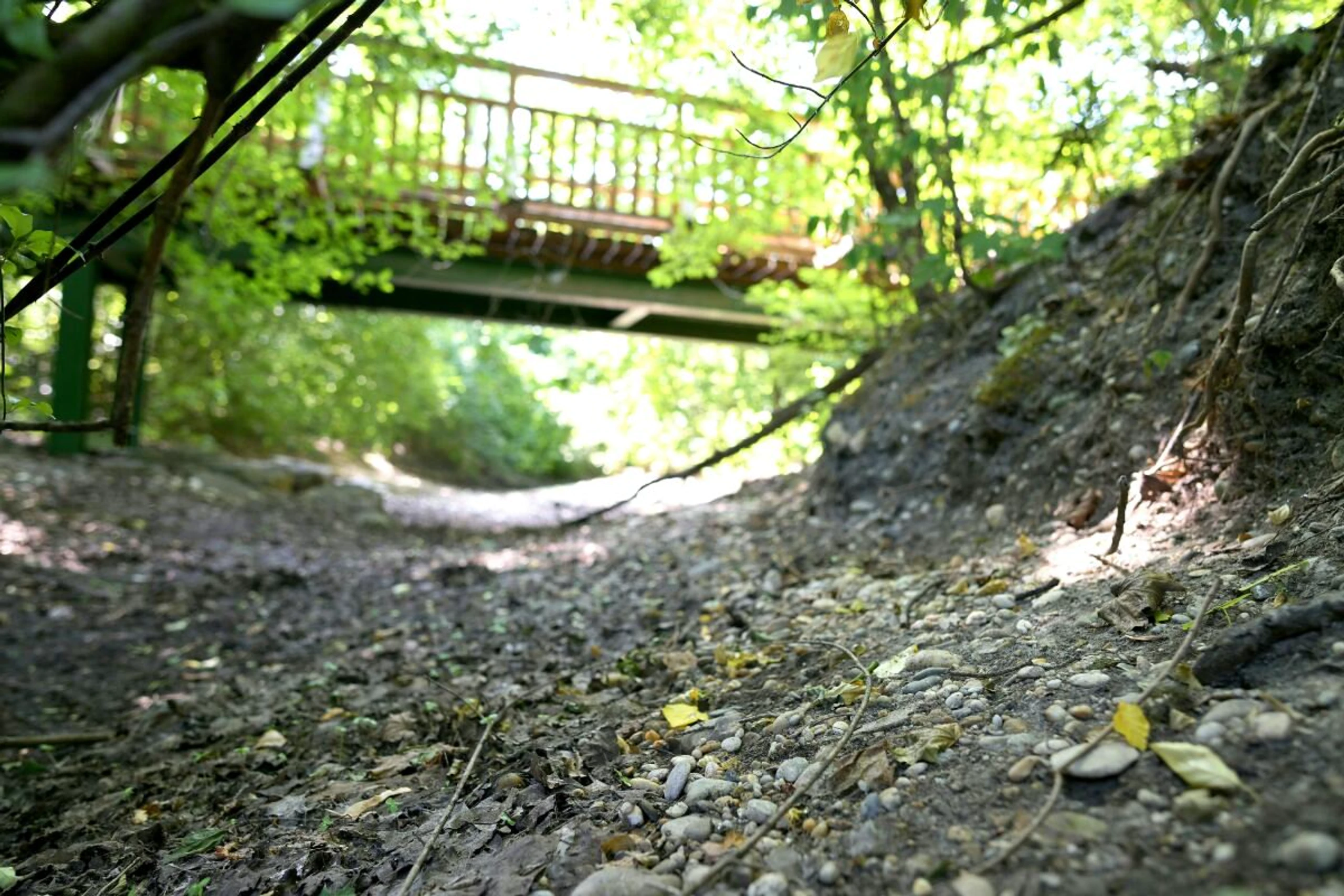 In der Unteren Lobau in Wien ist die Dürre sehr sichtbar