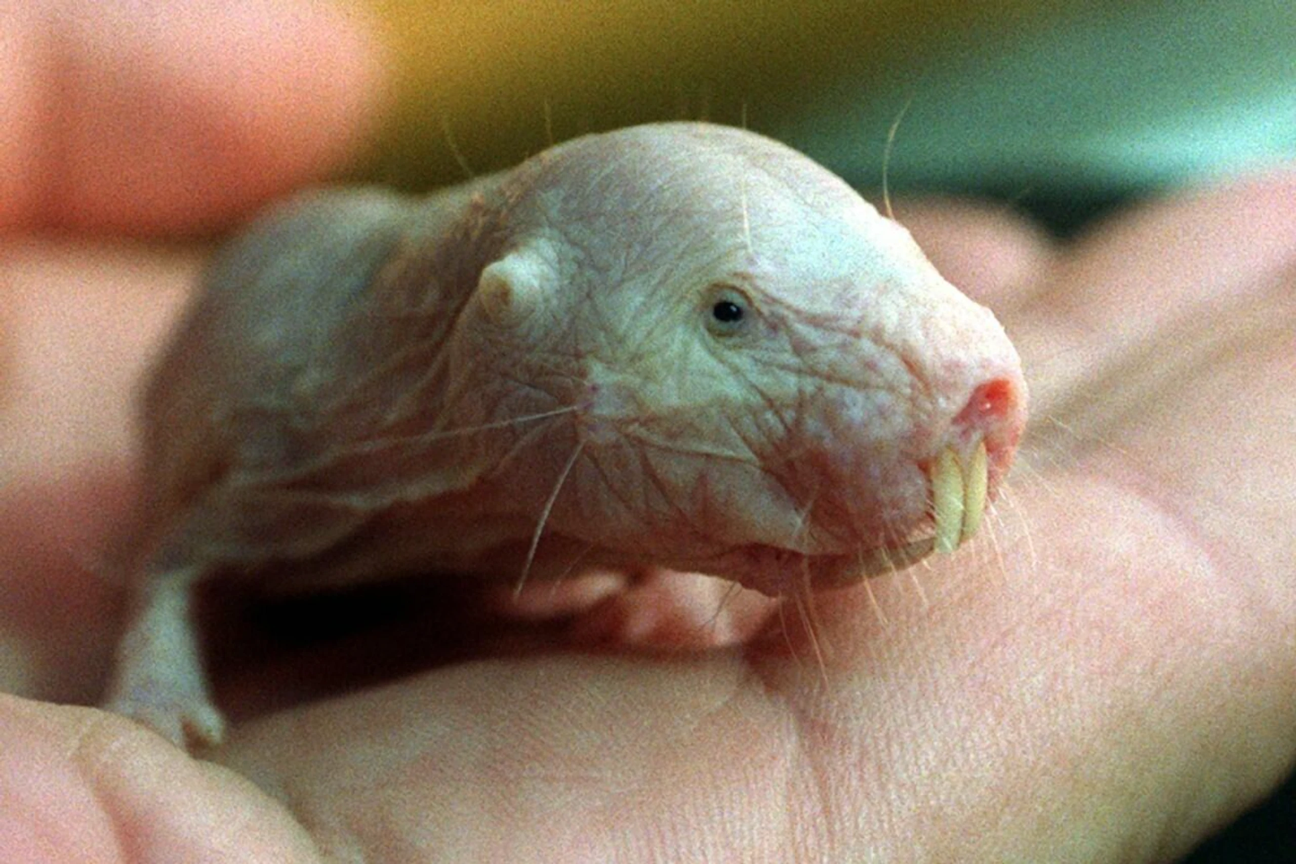 Nacktmulle sind eine ostafrikanische Säugetierart