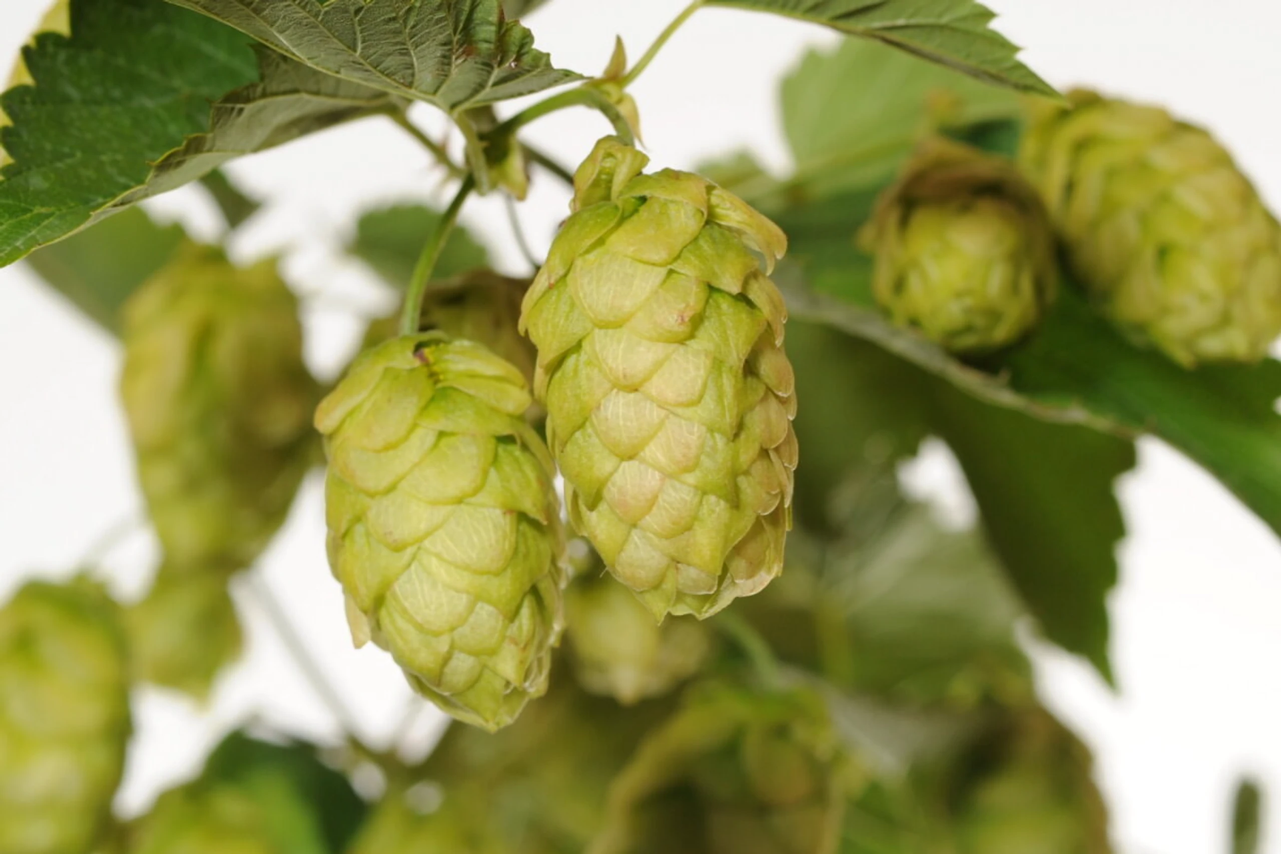 Weniger Hopfenernte, aber immer noch zu viel