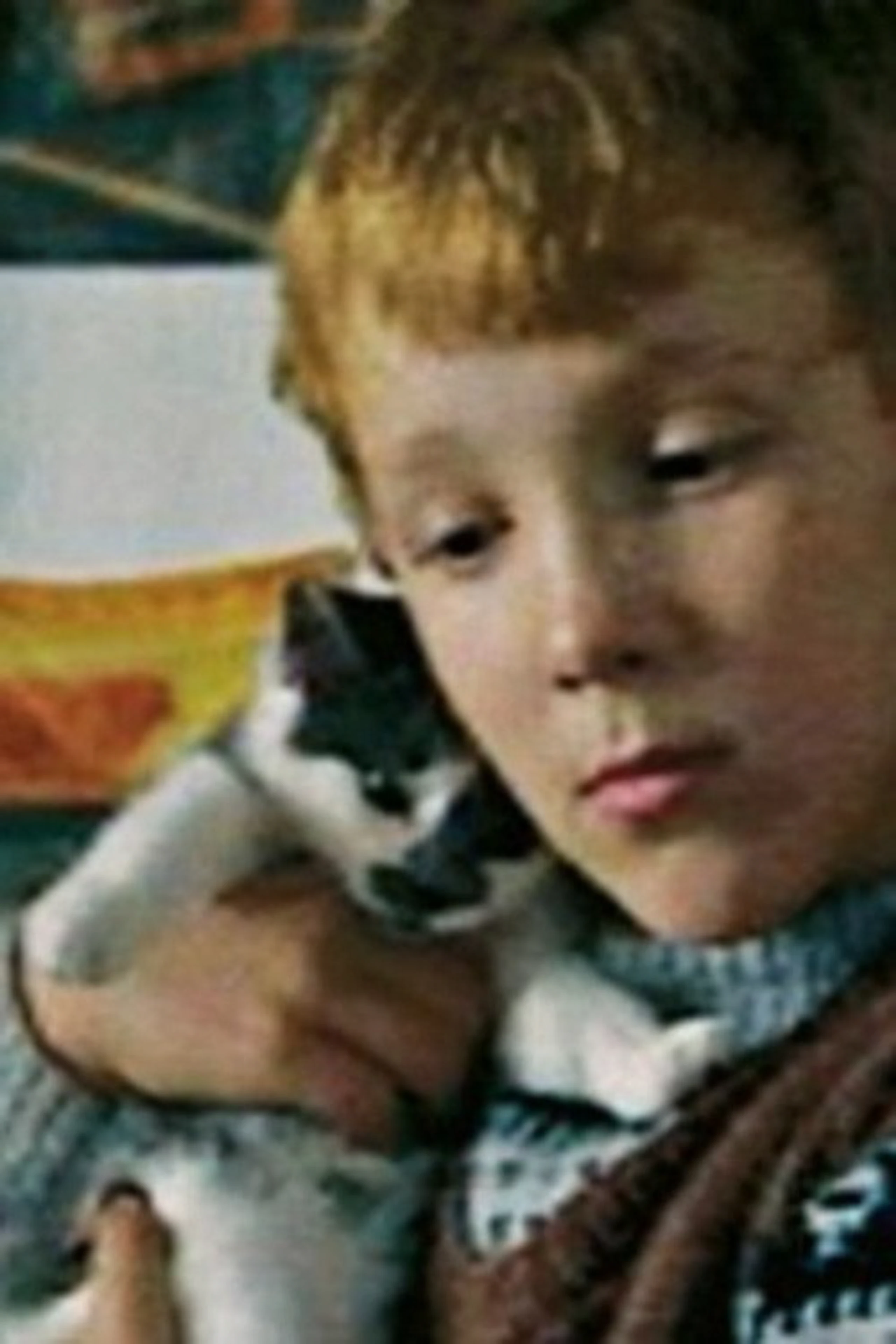 Lauges kat