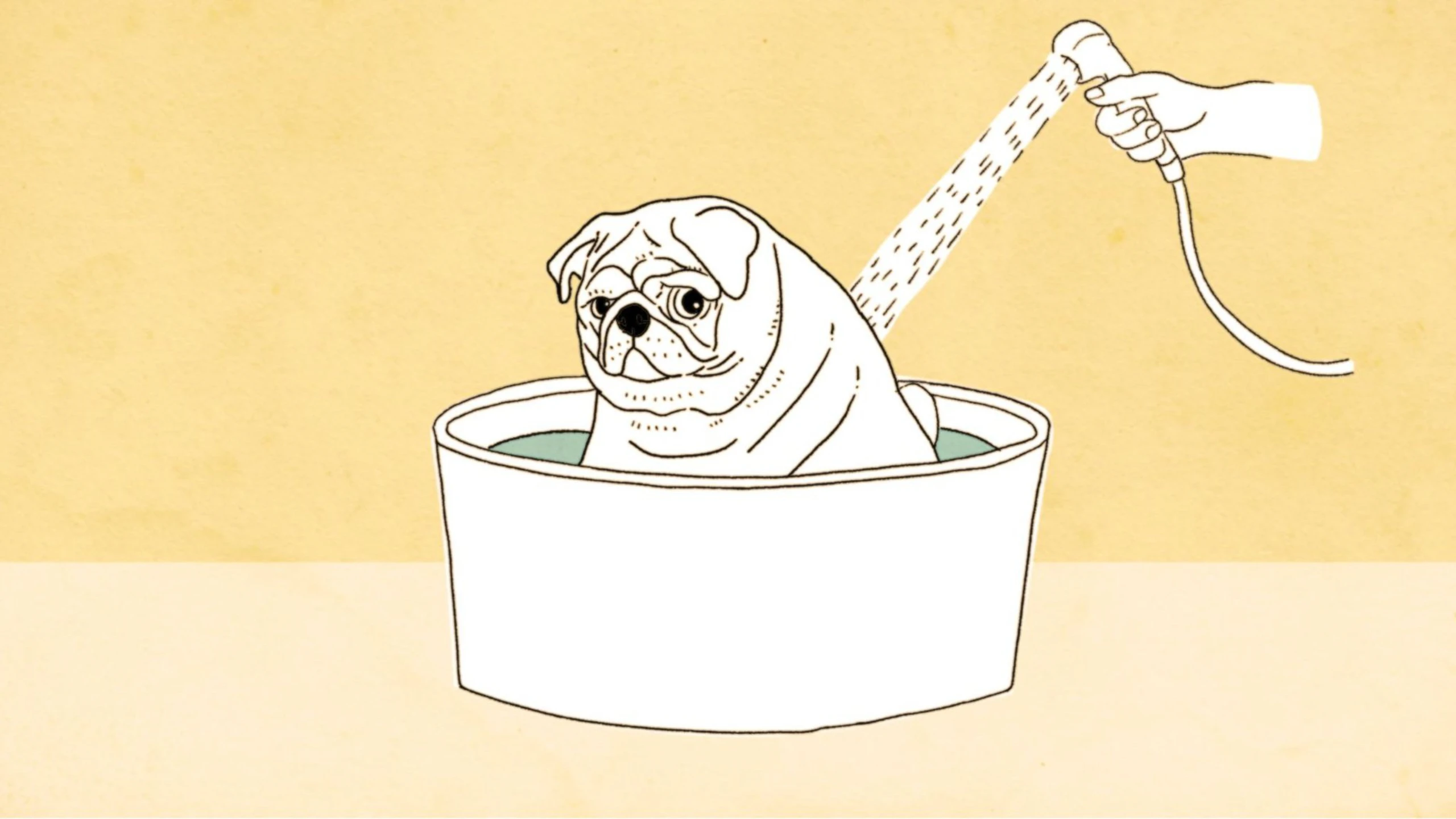 Old Dog