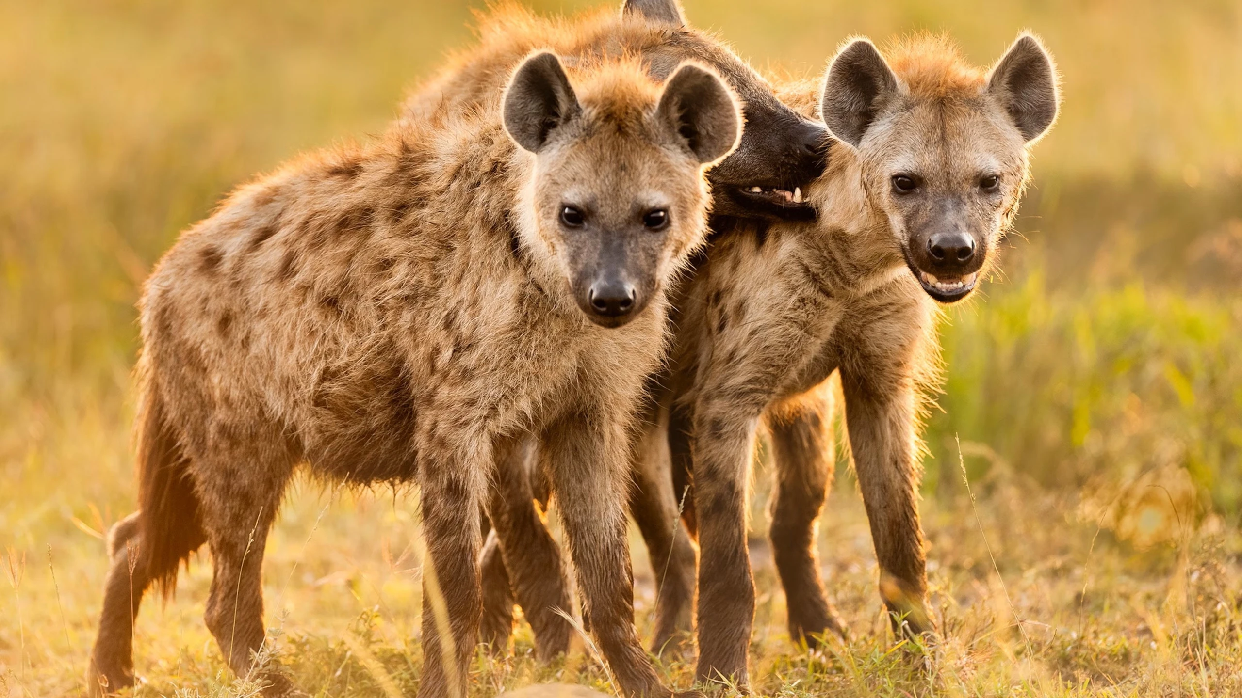 Hyena Coast