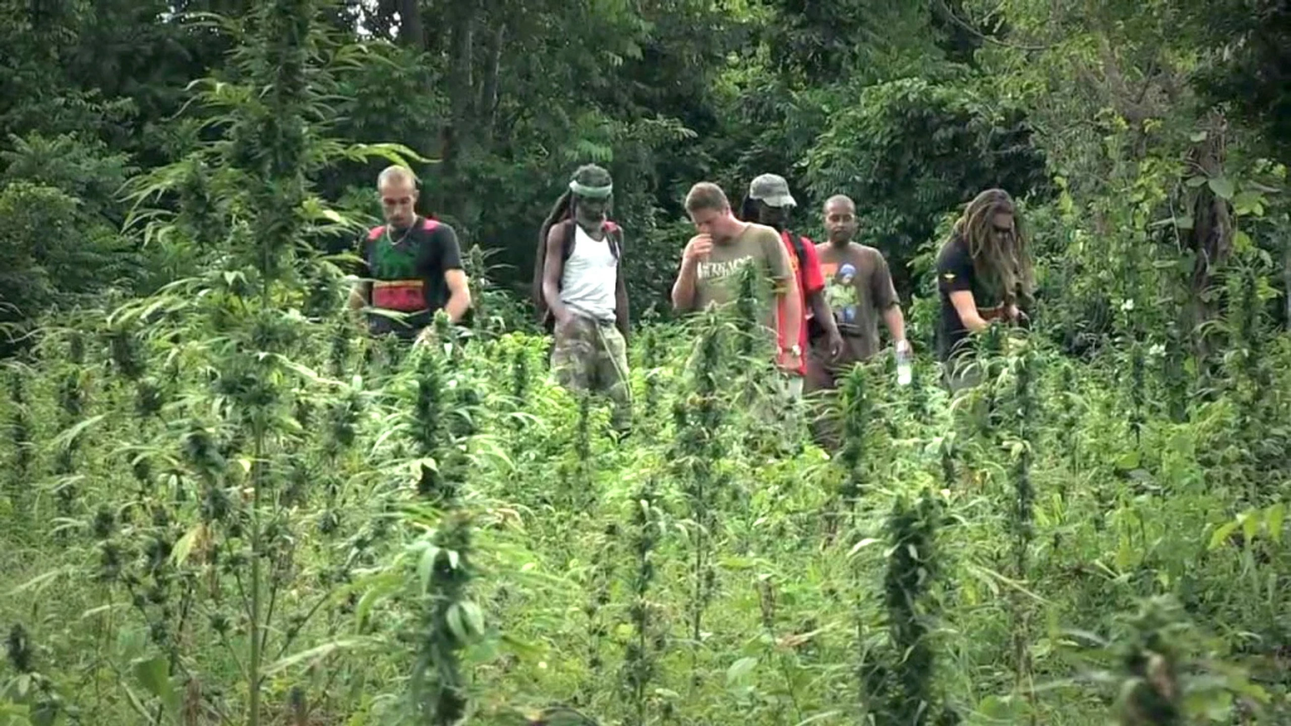Strain Hunters