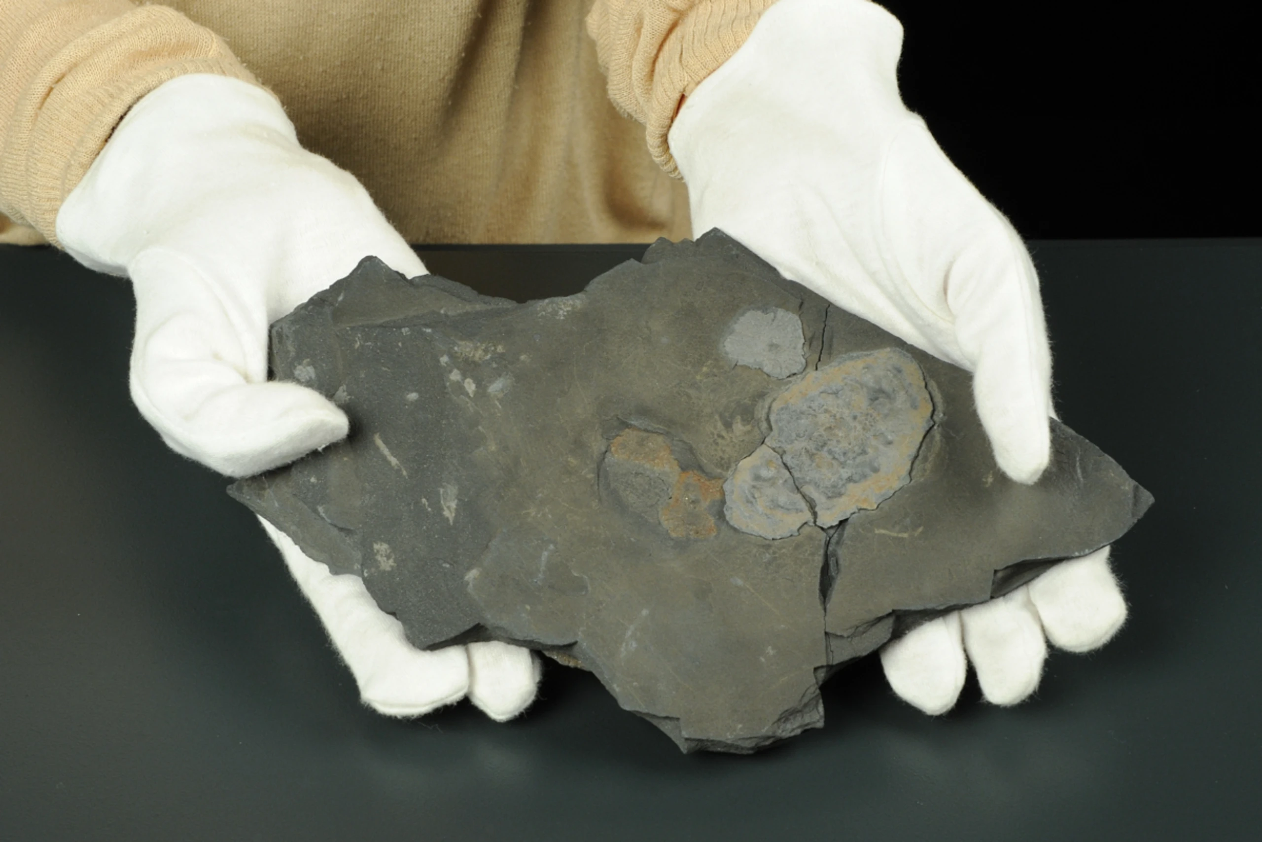 Fossilien "Gabonionta" wurden vom NHM Wien 2014 präsentiert